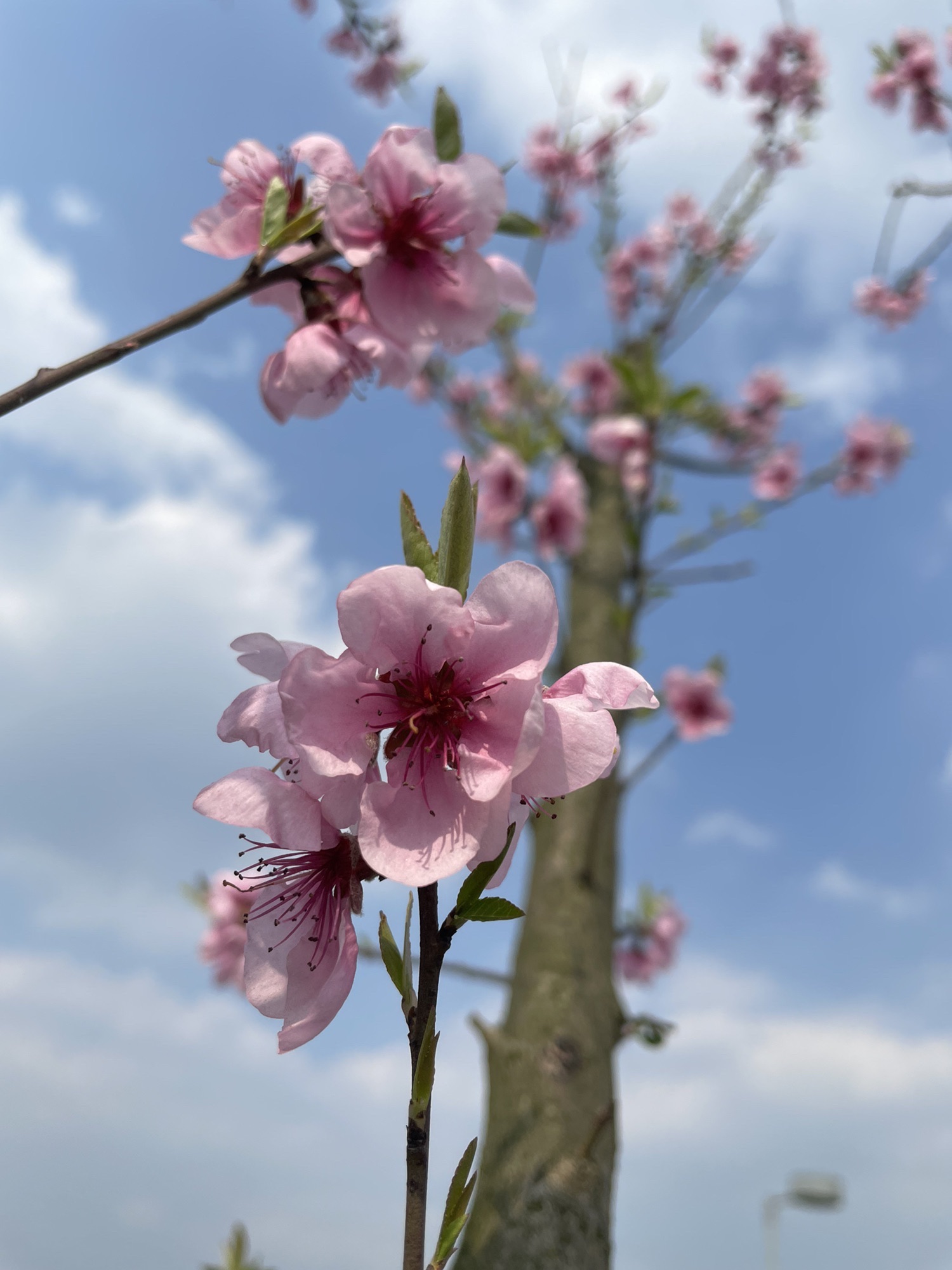 桃花岛公园旅行图片 2