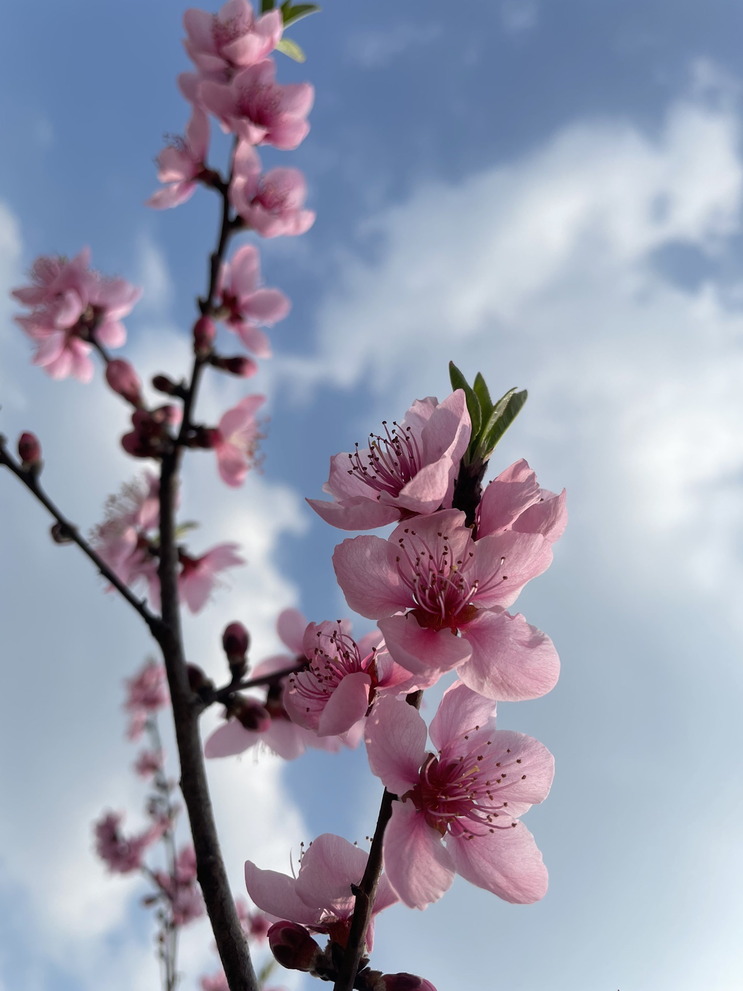 桃花岛公园旅行图片 1