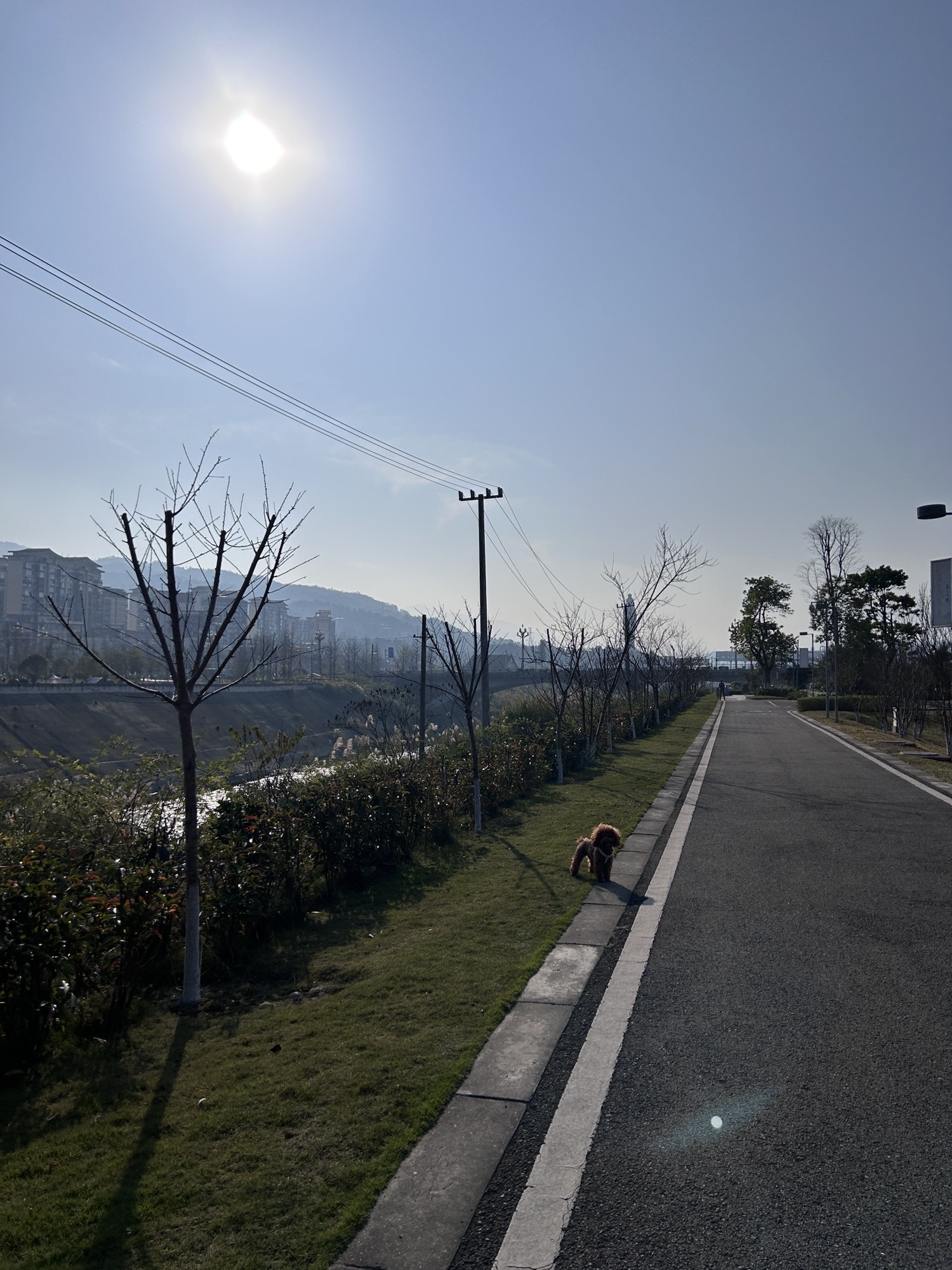 桃花岛公园旅行图片 3