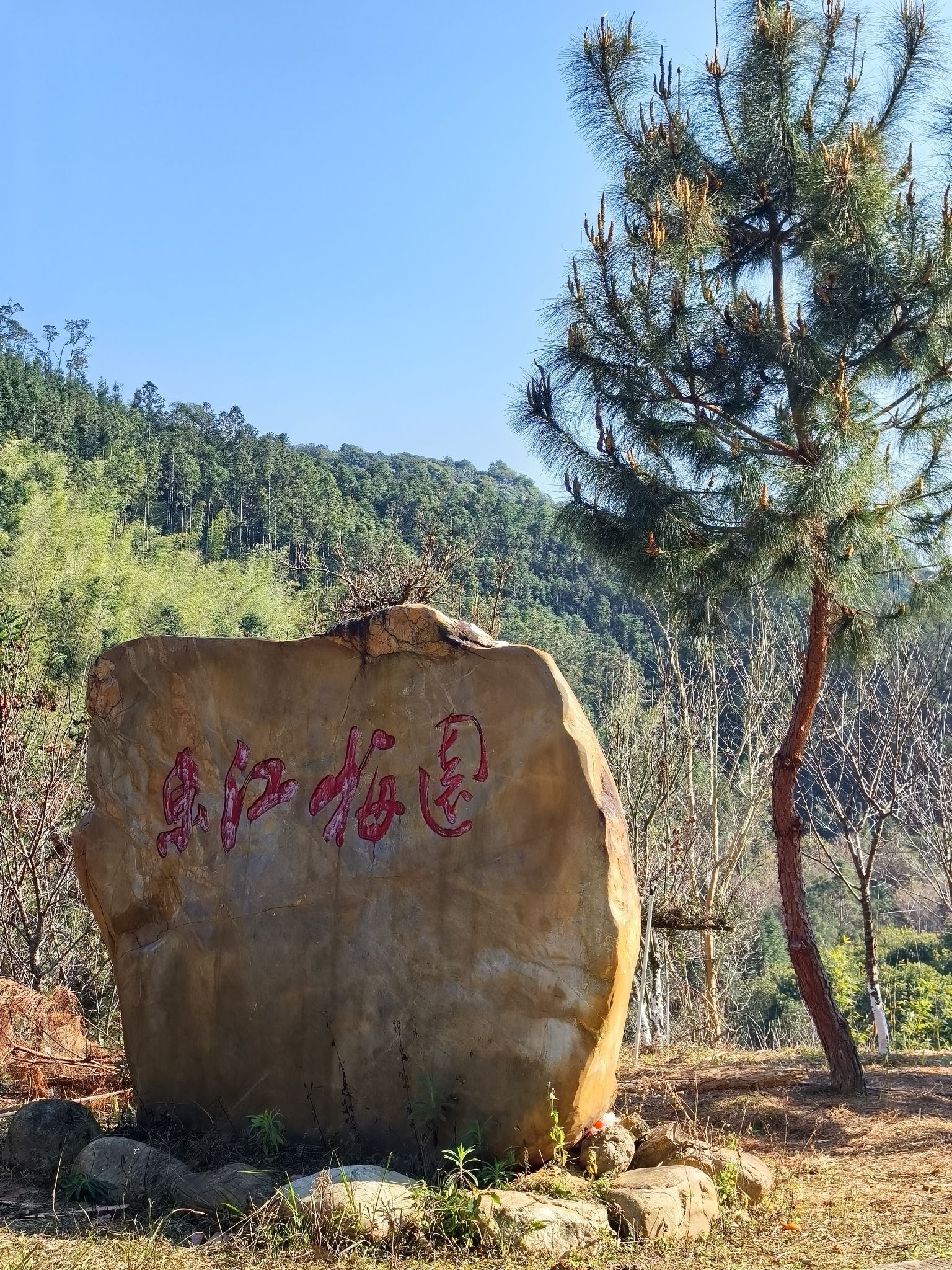 东江梅园旅行图片 1