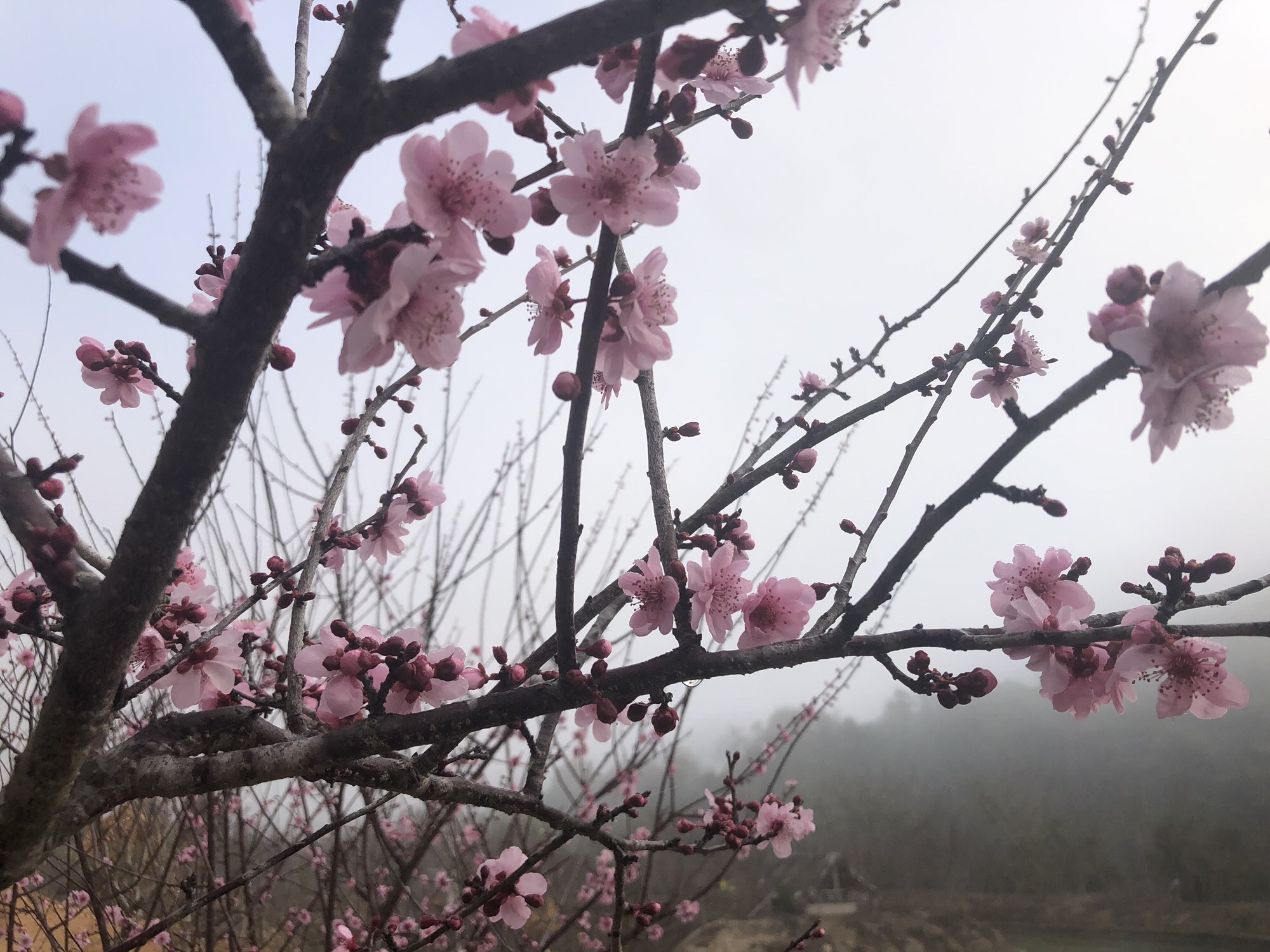 东江梅园旅行图片 1