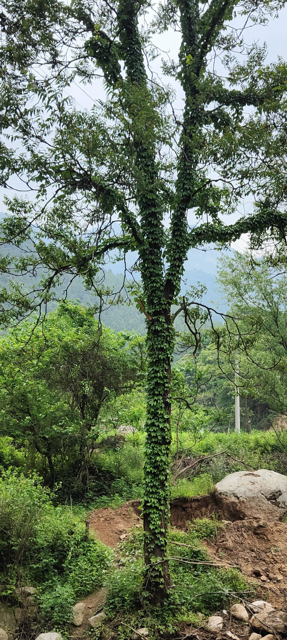 河南灵宝竹林寺旅行图片 2
