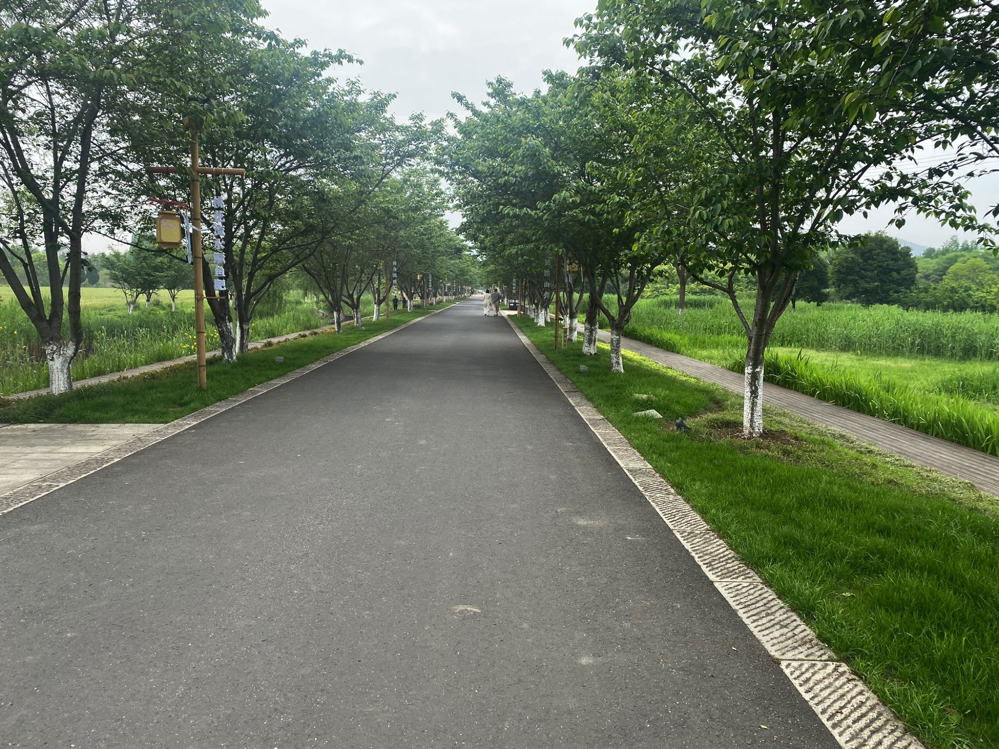 长田漾湿地公园旅行图片 1