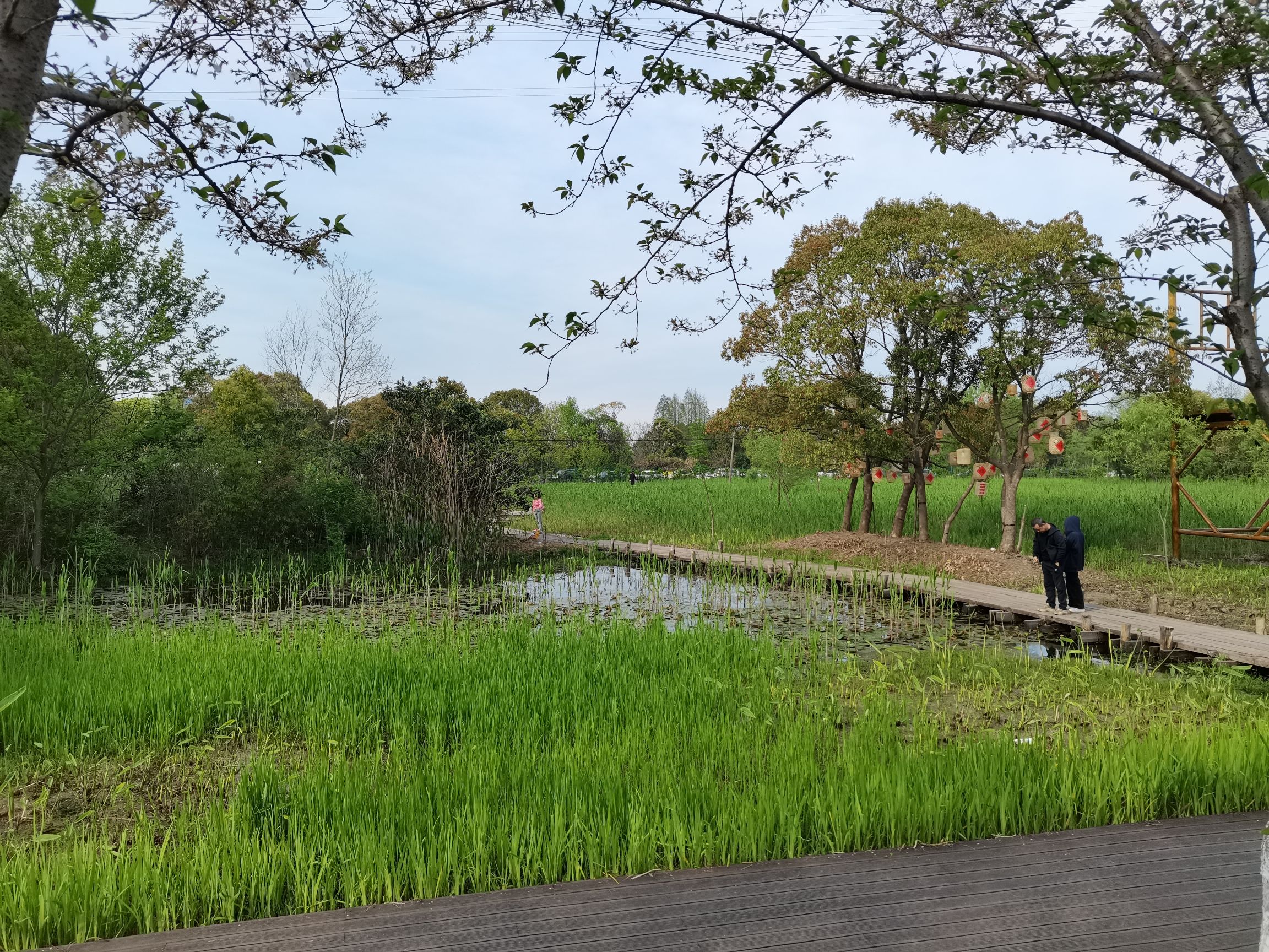 长田漾湿地公园旅行图片 3