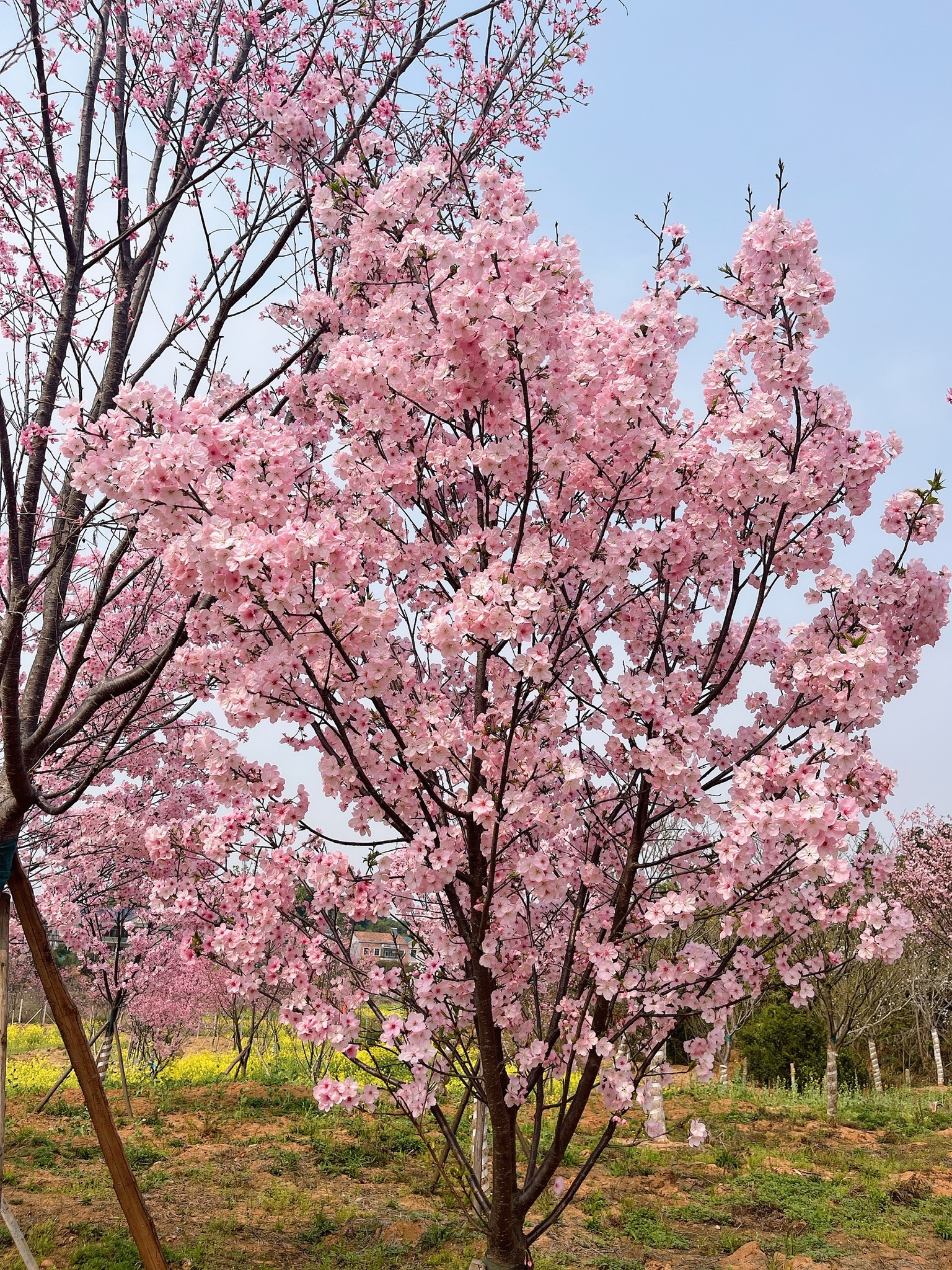 岳阳樱花园旅行图片 1