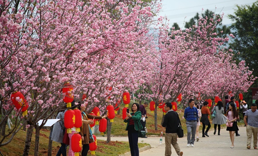 岳阳樱花园旅行图片 1