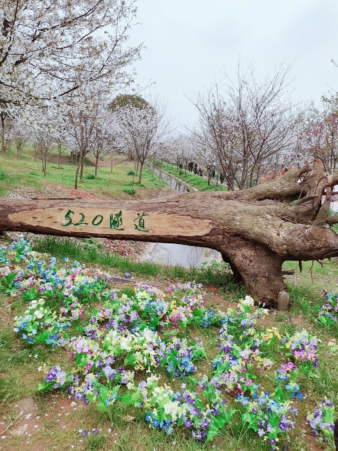 岳阳樱花园旅行图片 3