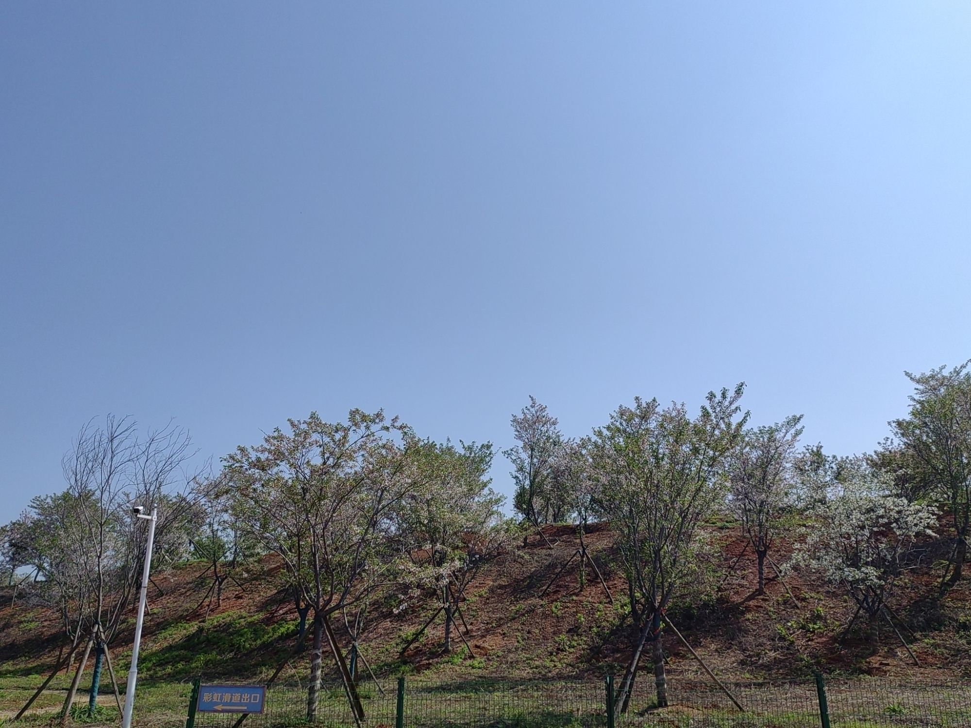 岳阳樱花园旅行图片 3