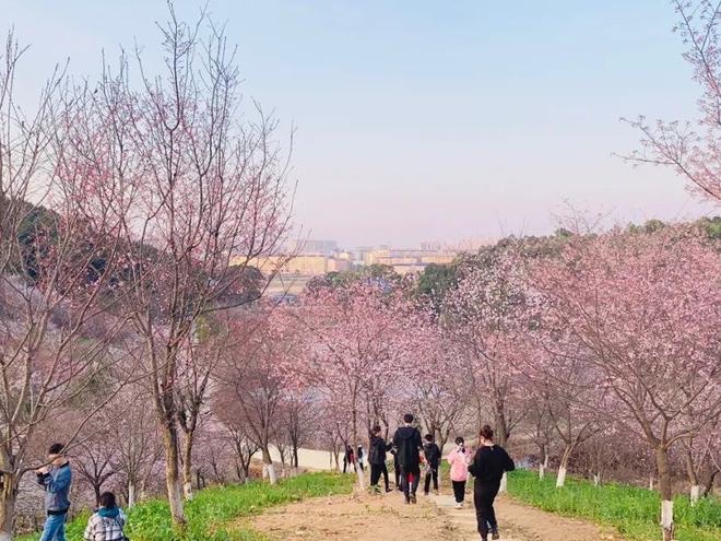 岳阳樱花园旅行图片 2