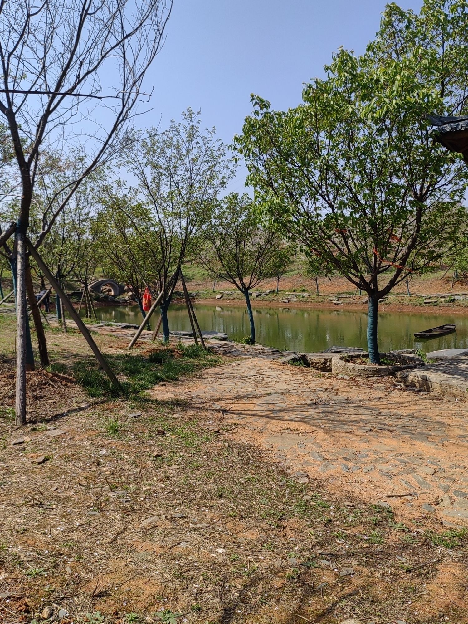 岳阳樱花园旅行图片 2