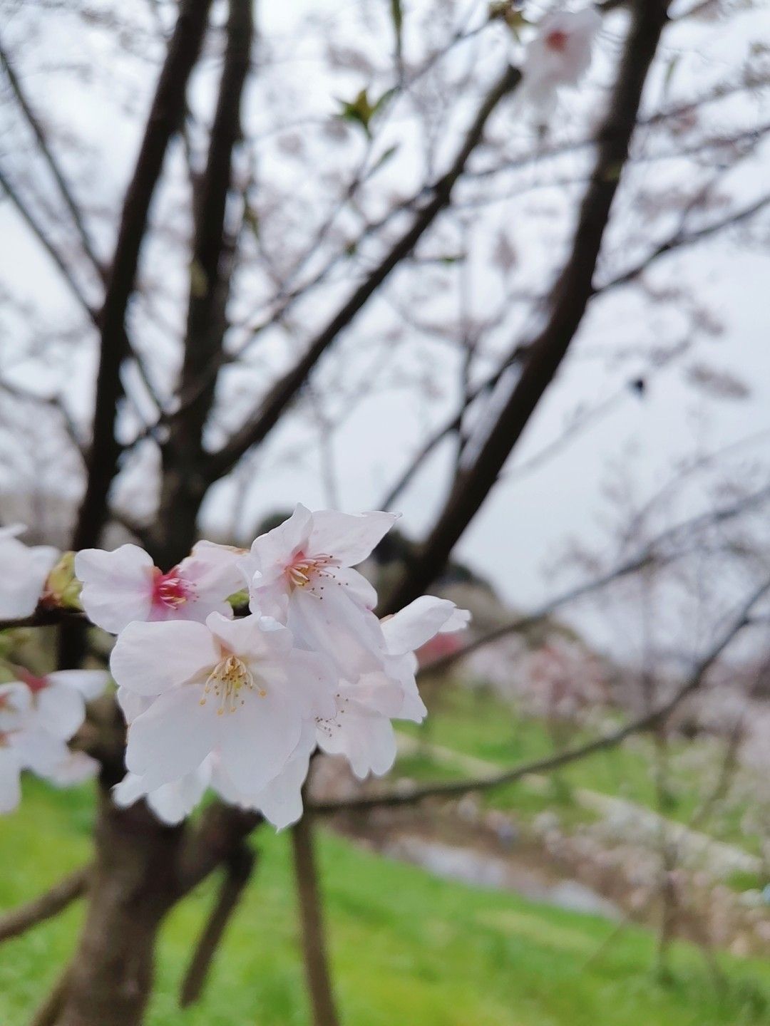 岳阳樱花园旅行图片 2