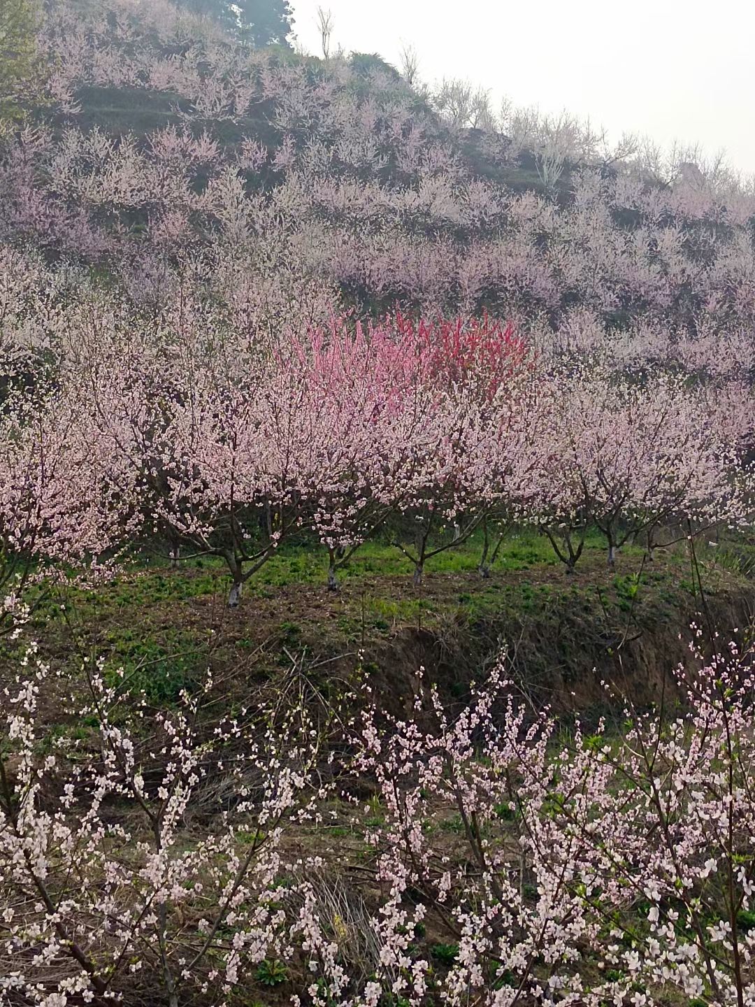梁子湖·泉天牡丹花谷旅行图片 3