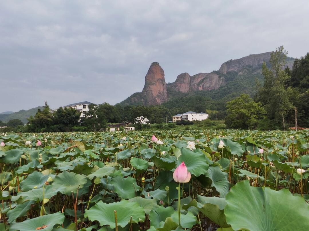 大畲花乐园旅行图片 2