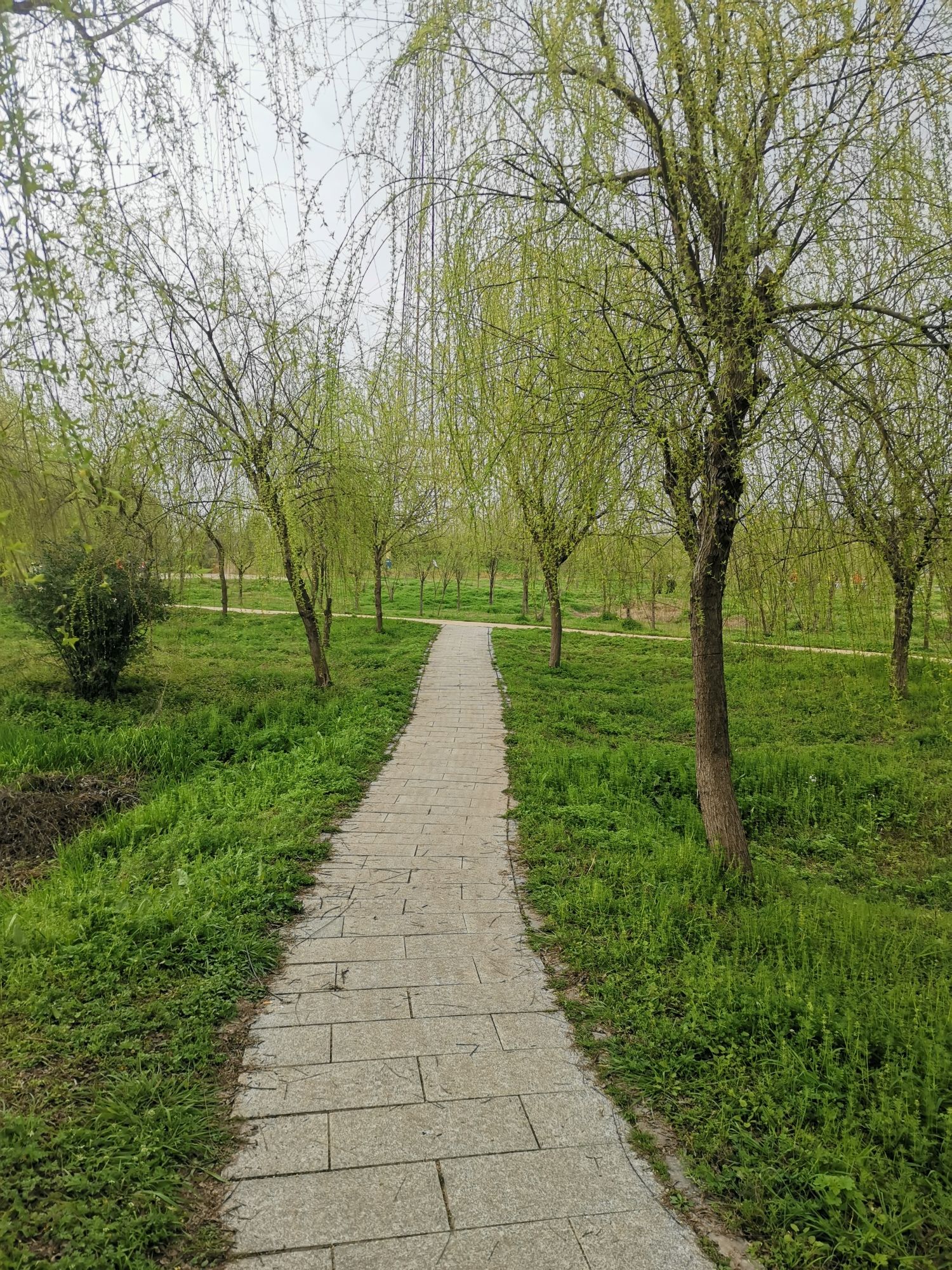 长岭洲公园旅行图片 1