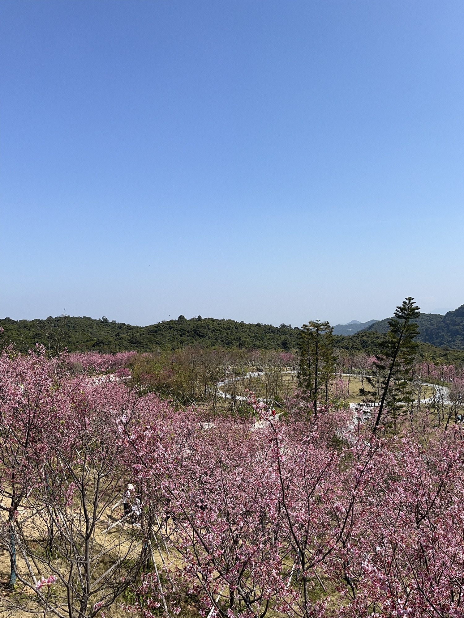 三洲坝樱花园旅行图片 2