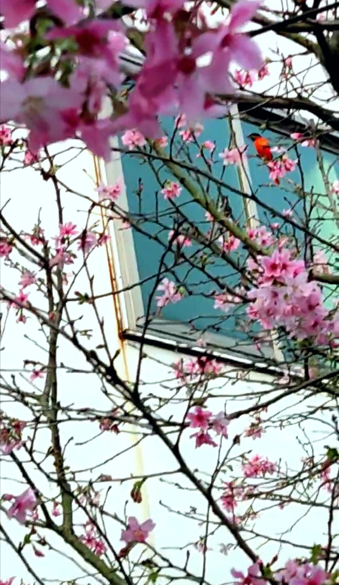 三洲坝樱花园旅行图片 1