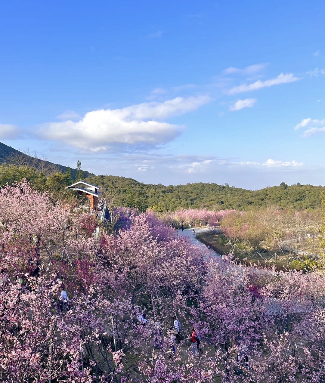 三洲坝樱花园旅行图片 1