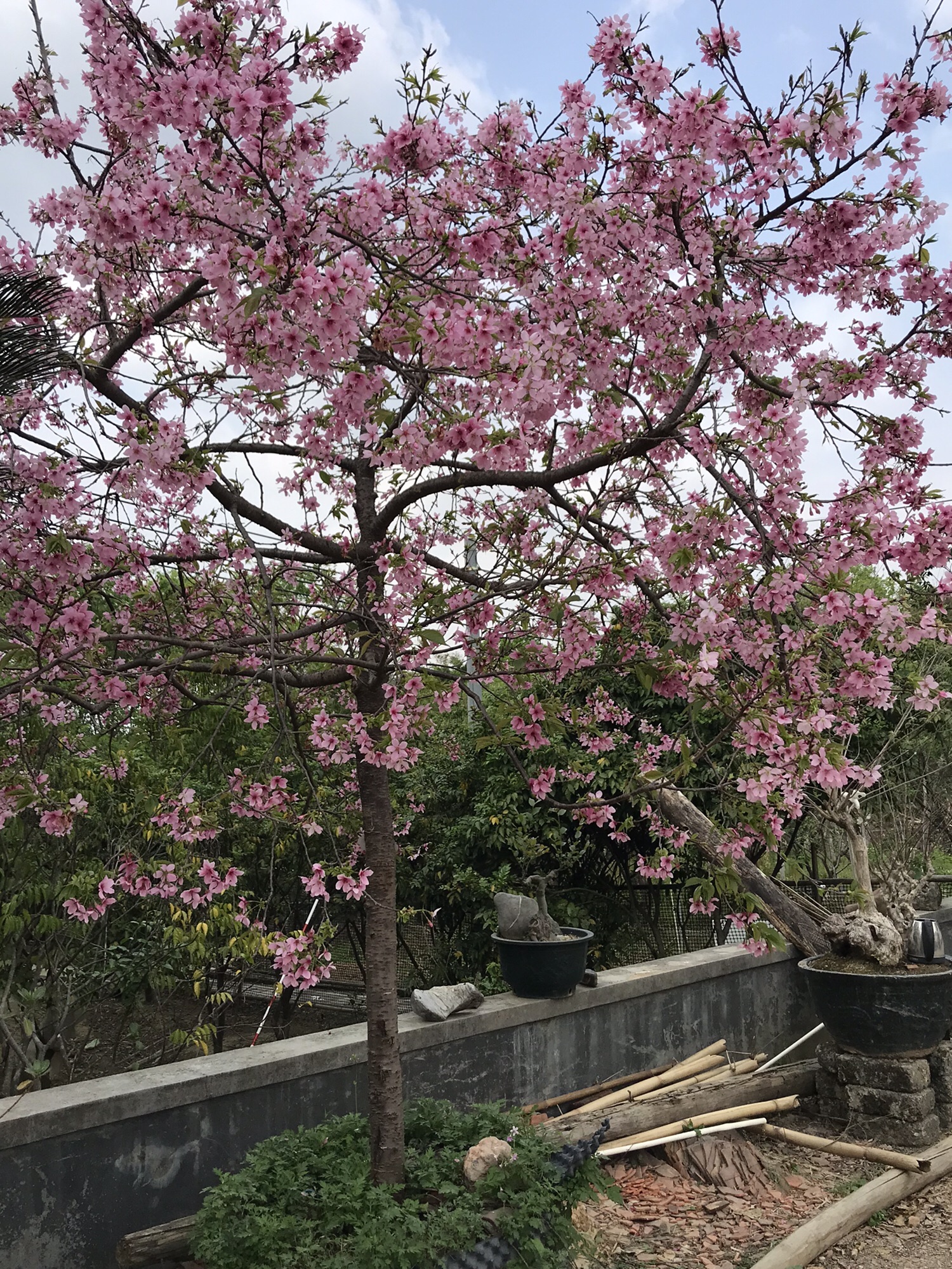 三洲坝樱花园旅行图片 1