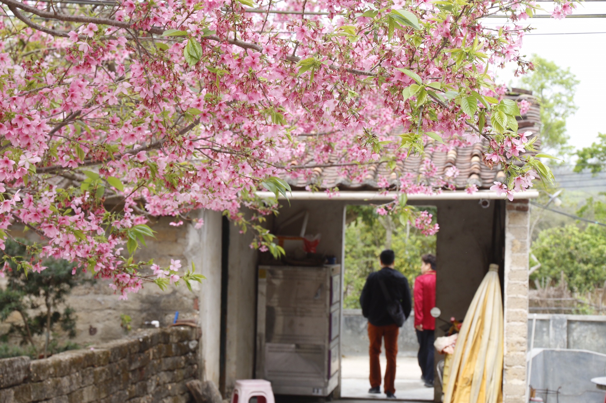 三洲坝樱花园旅行图片 2