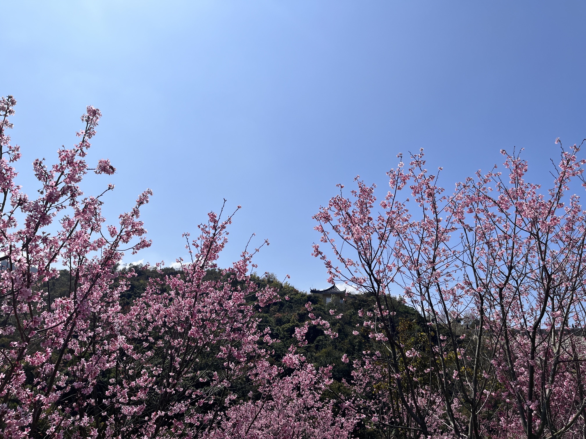 三洲坝樱花园旅行图片 3