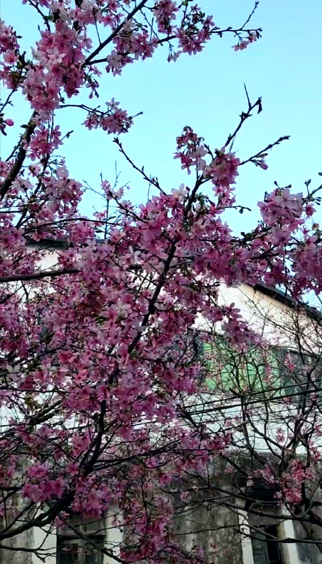 三洲坝樱花园旅行图片 2