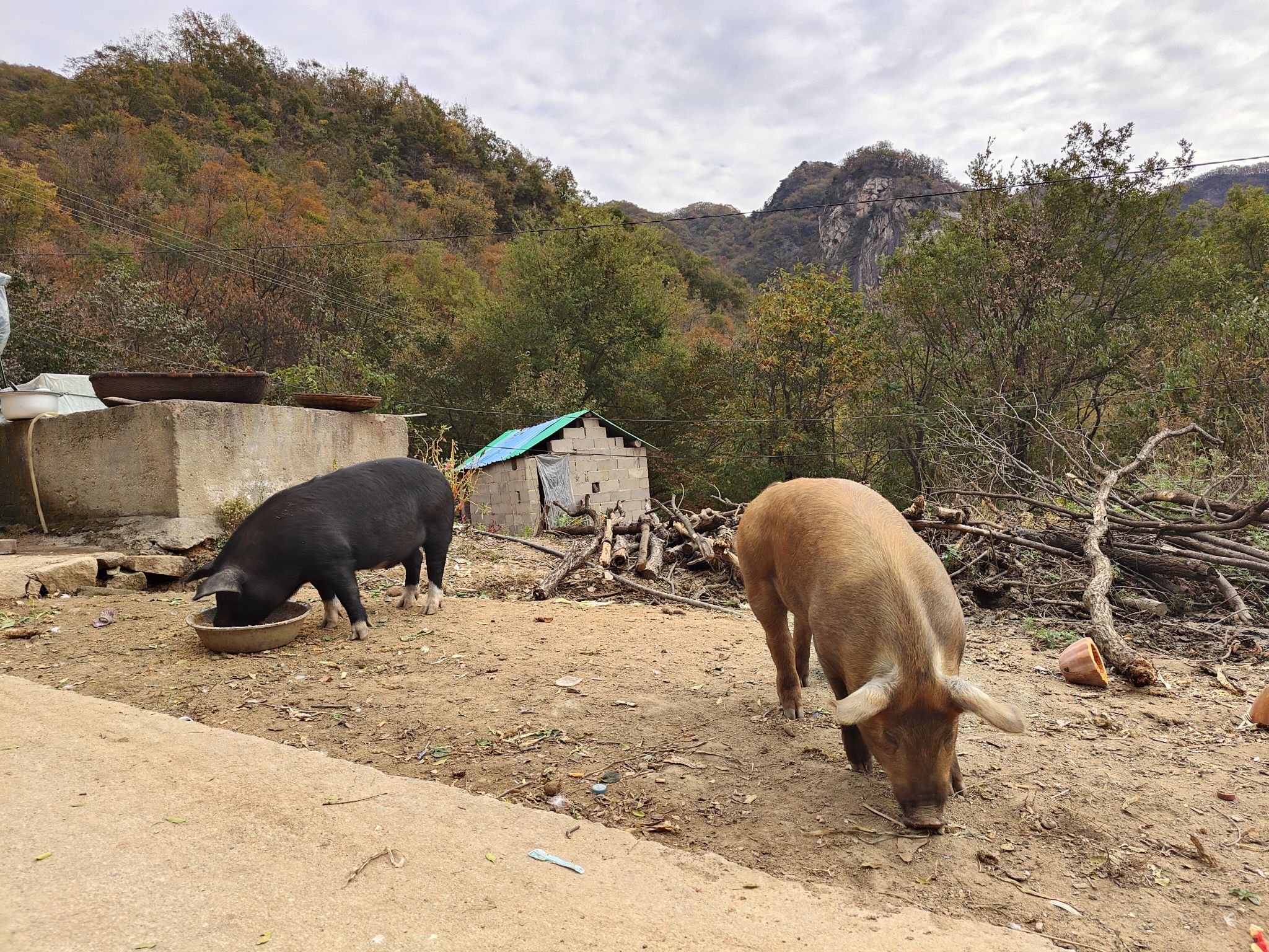 北顶迎客松旅行图片 3