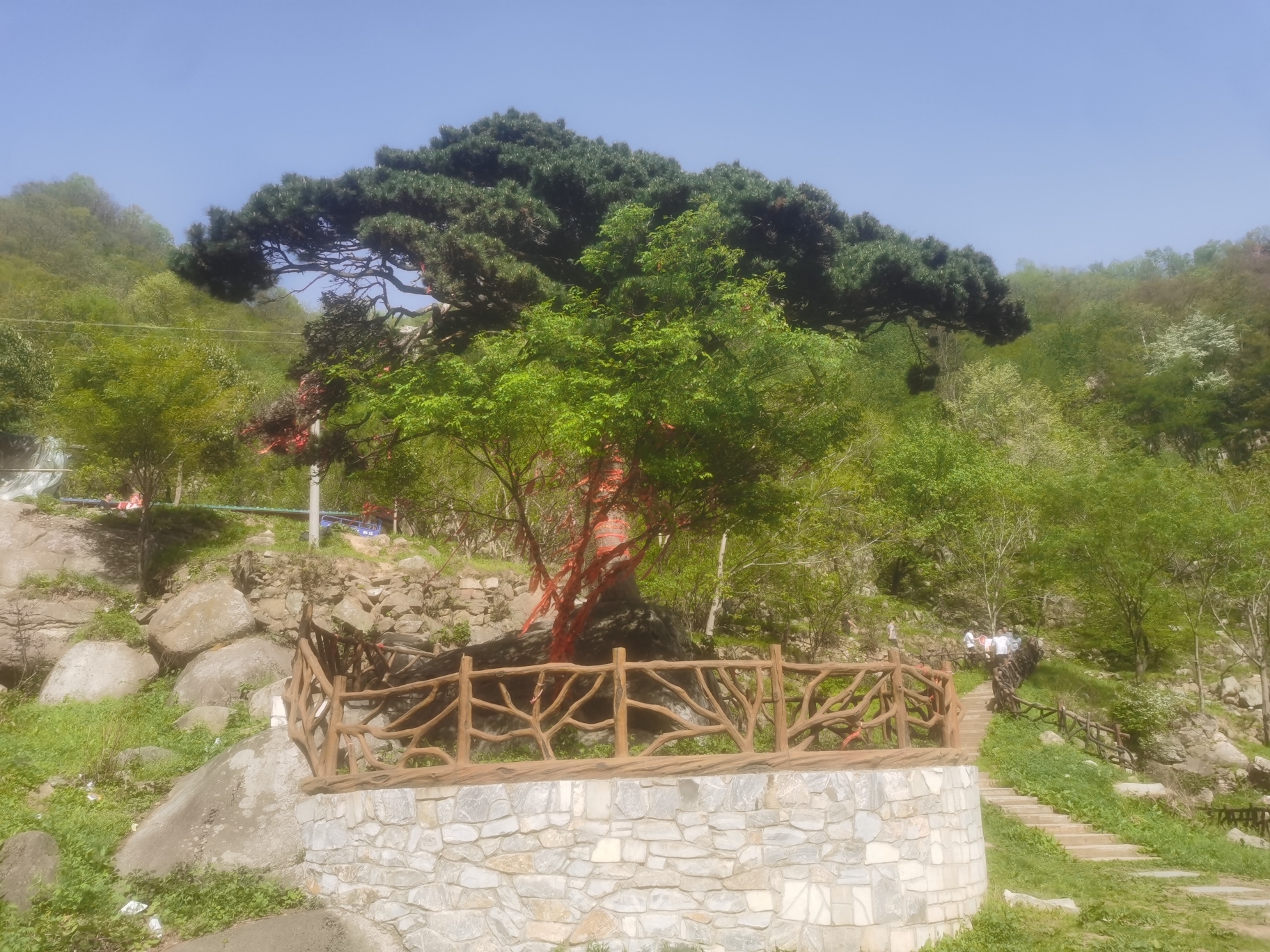 北顶迎客松旅行图片 1