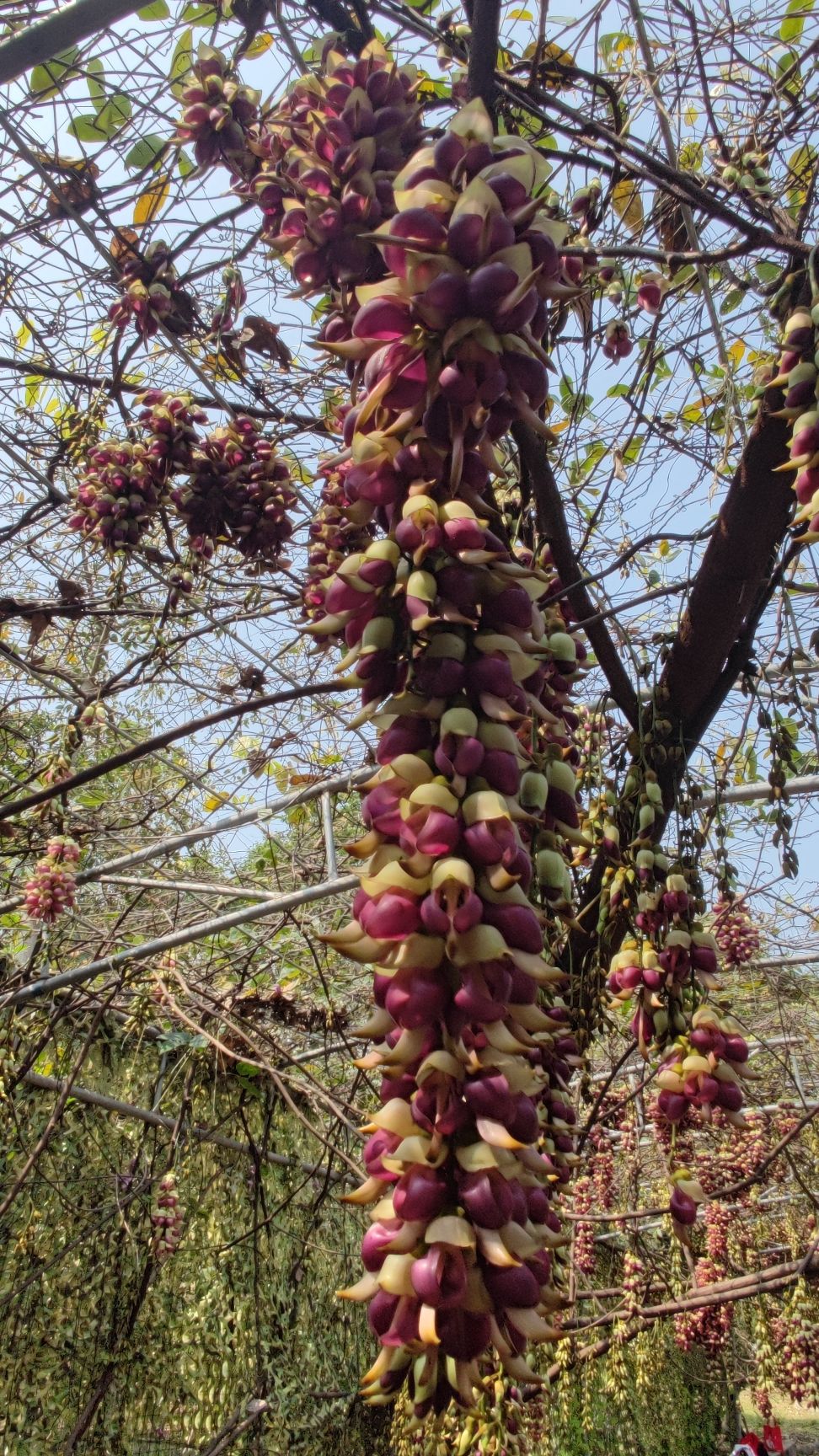 石壁湖禾雀花王国旅行图片 2