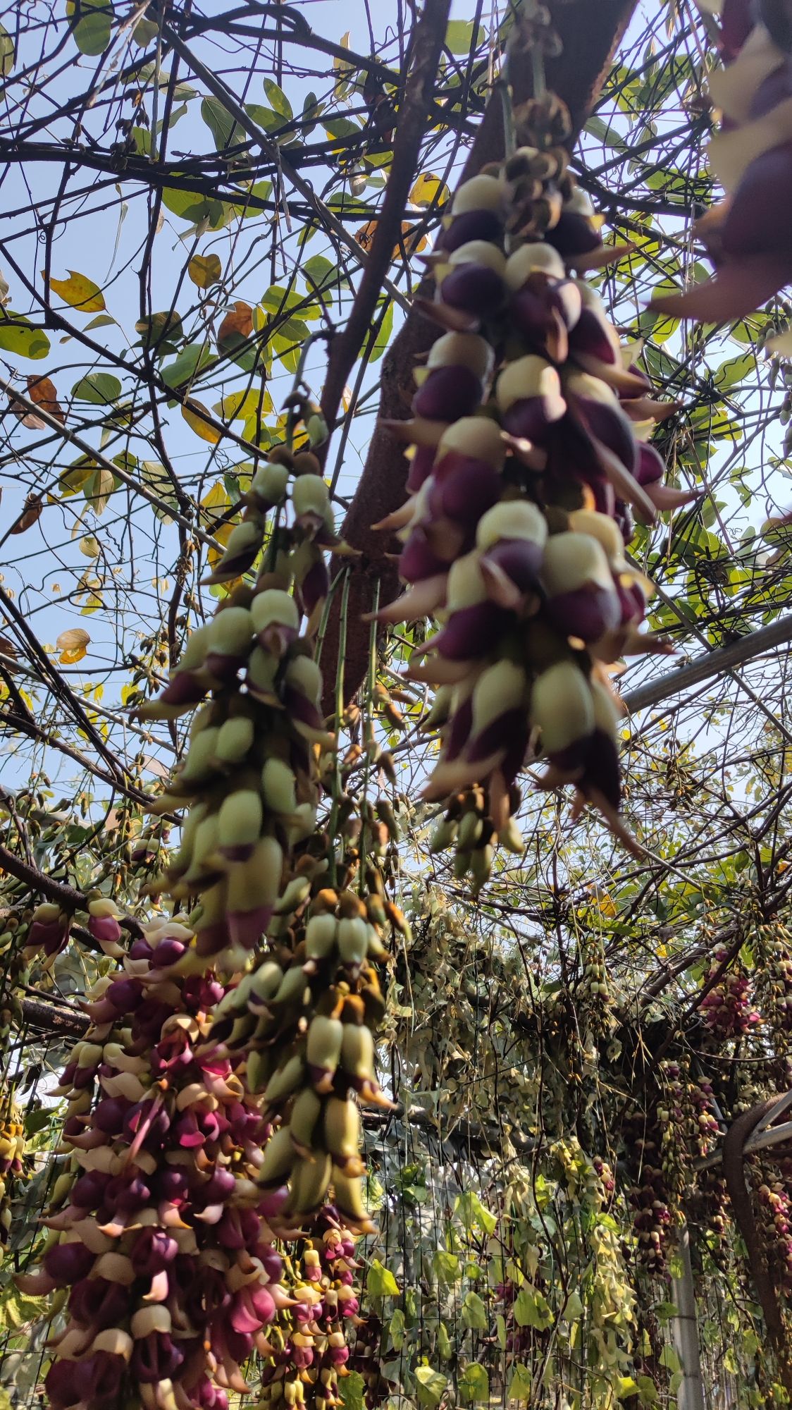 石壁湖禾雀花王国旅行图片 3