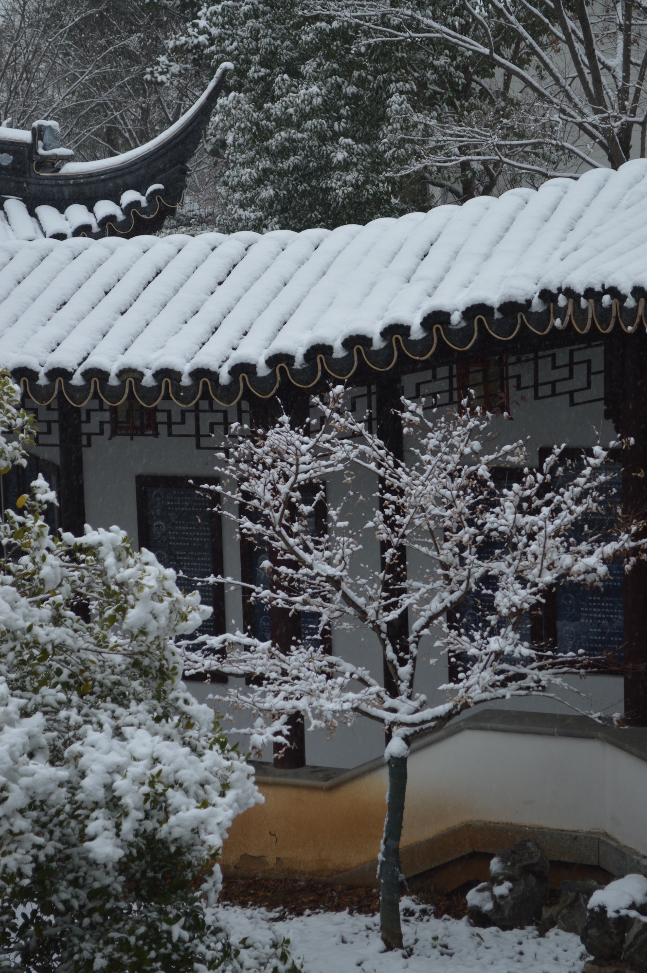 香雪海旅行图片 2