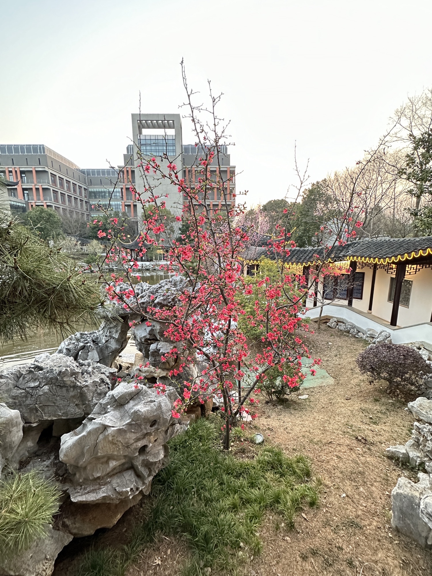 香雪海旅行图片 1