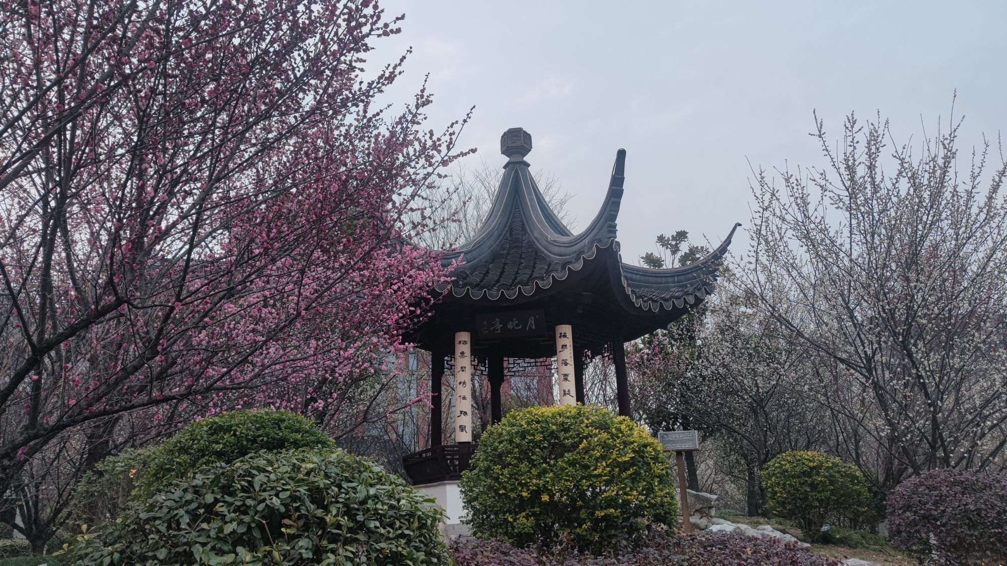 香雪海旅行图片 2