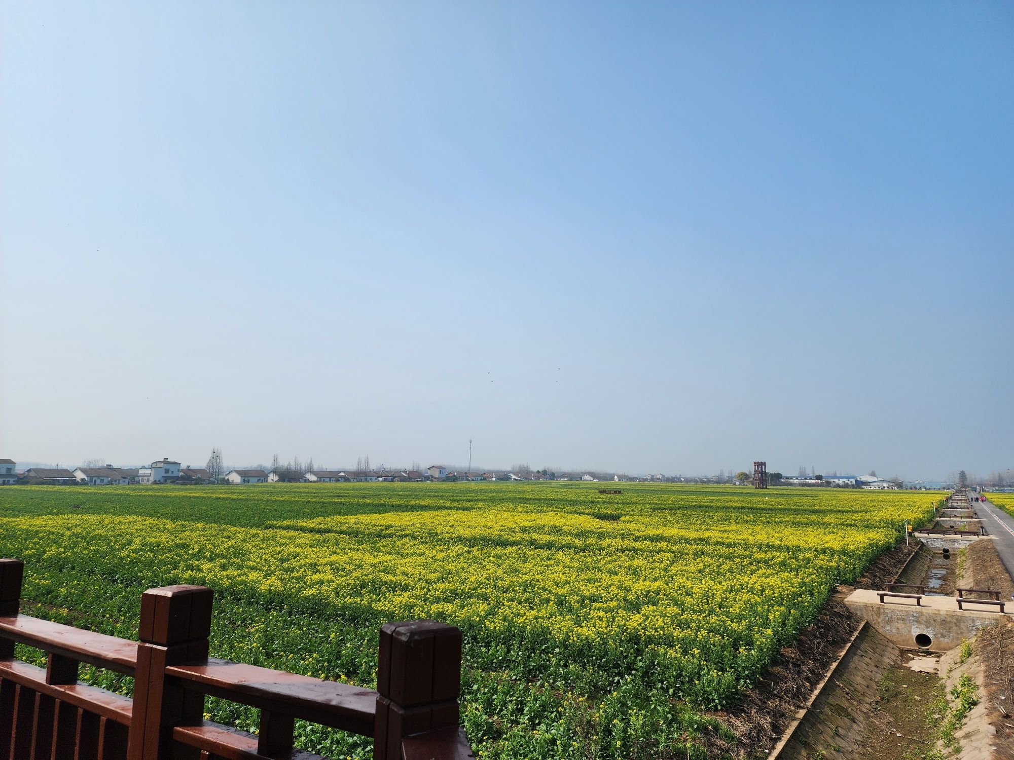 金色花海旅行图片 3