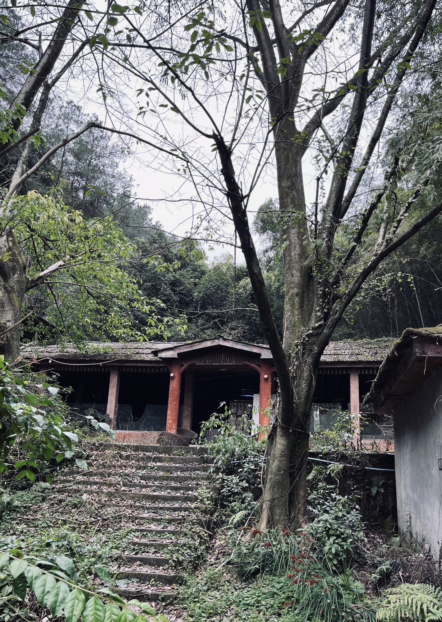 孔雀谷旅行图片 1