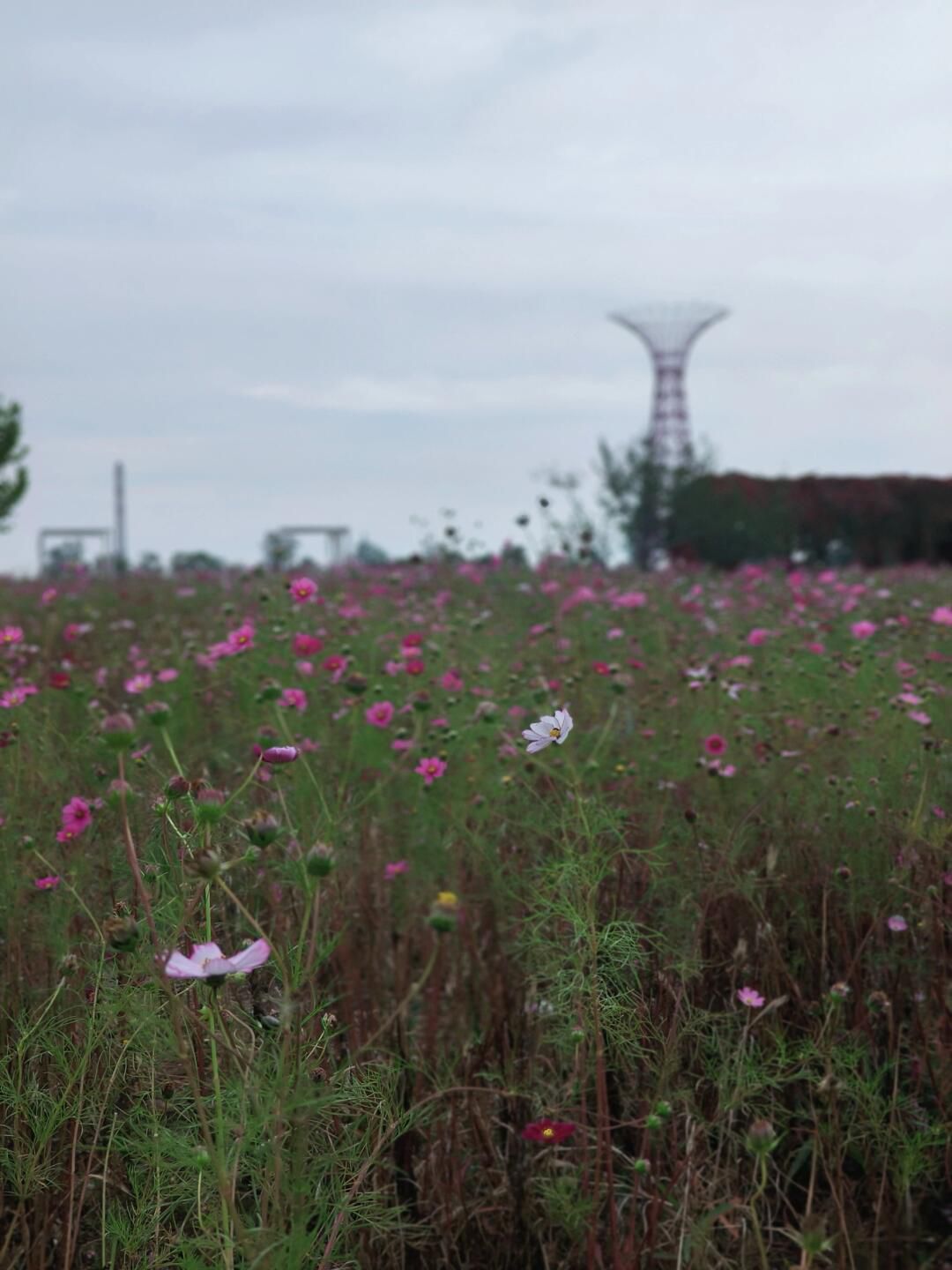 锦绣花谷旅行图片 3