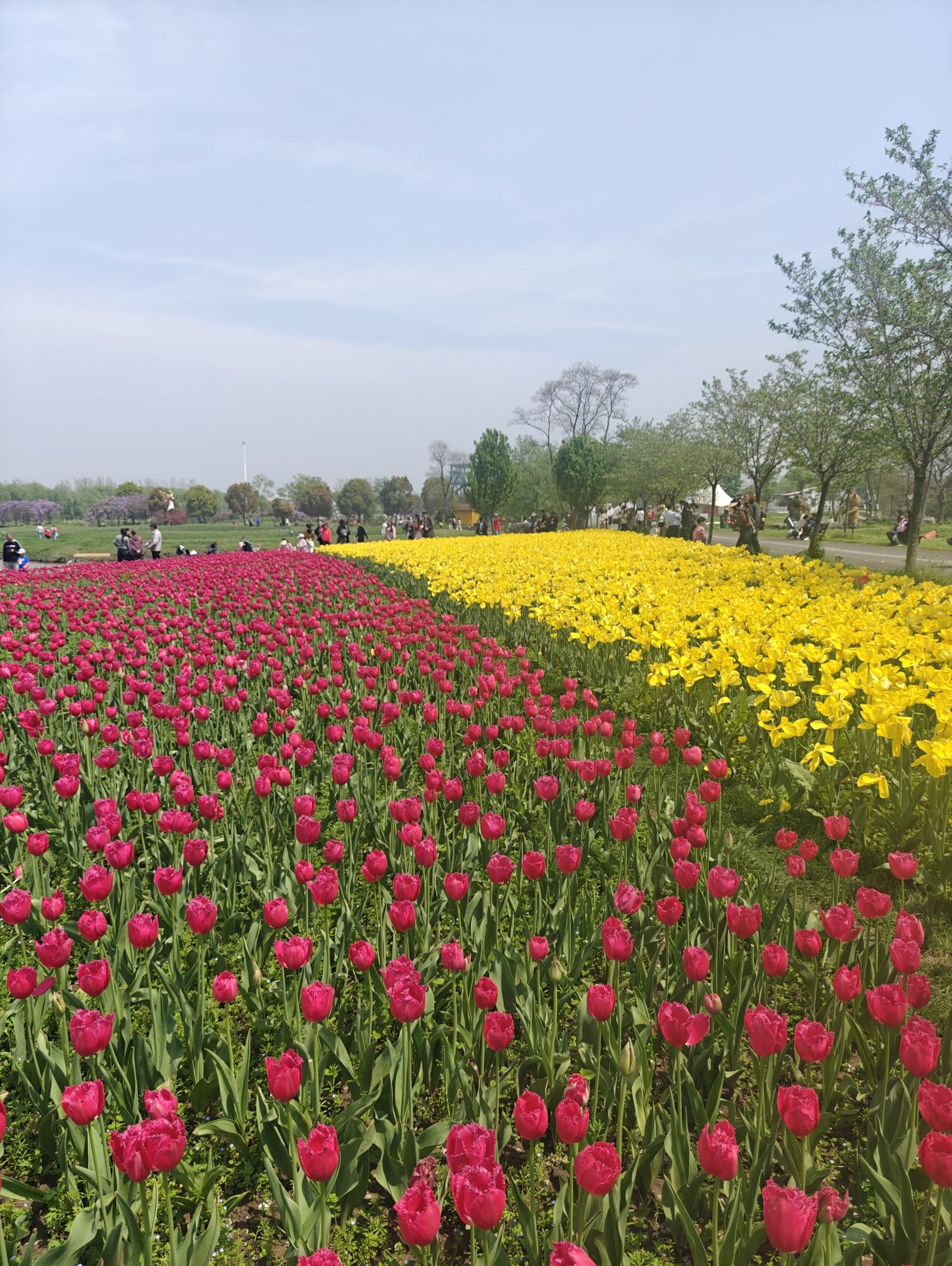 芜湖六郎湿地花海景区旅行图片 3