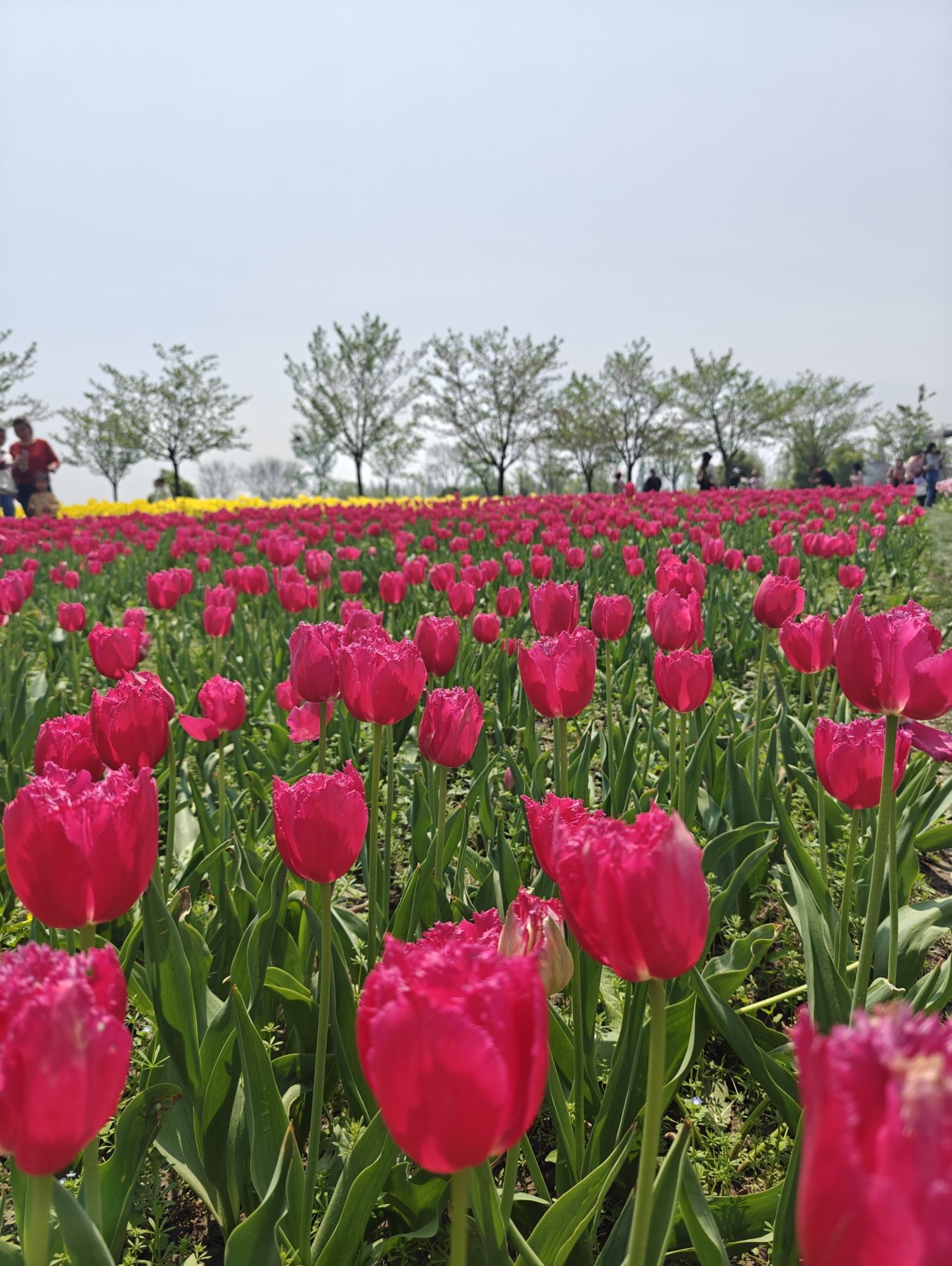 芜湖六郎湿地花海景区旅行图片 1