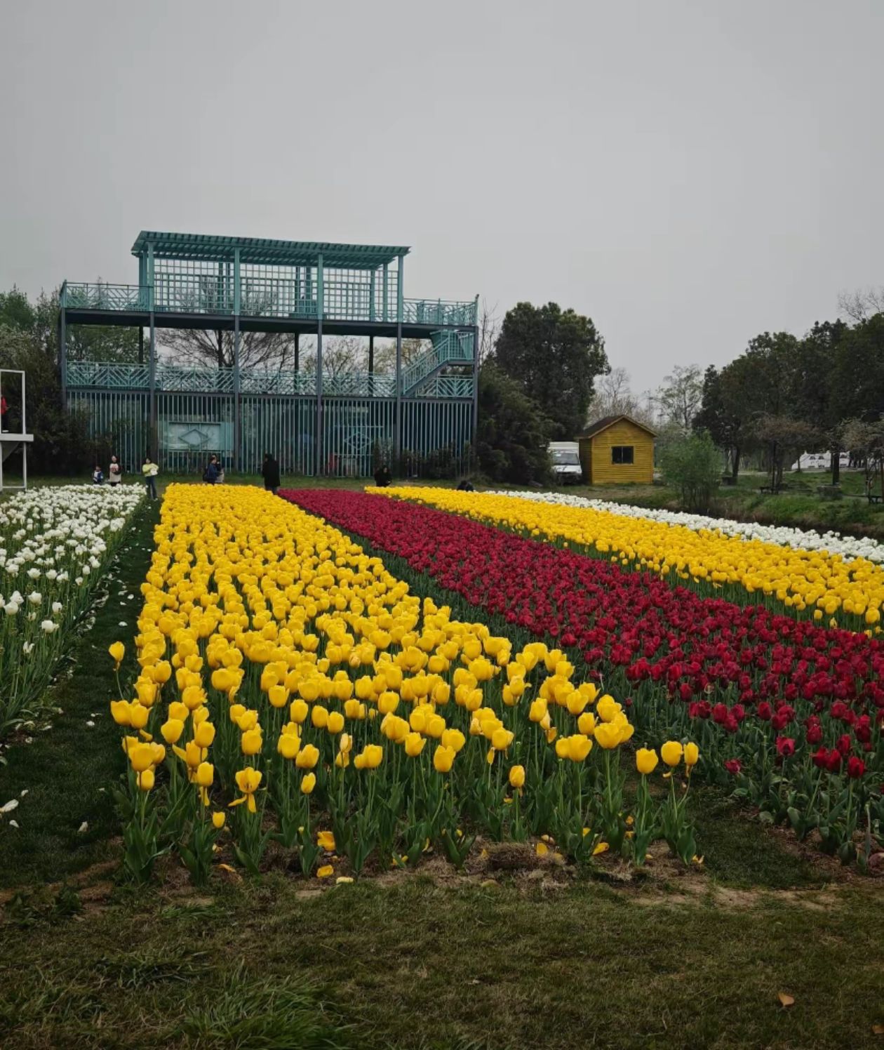 芜湖六郎湿地花海景区旅行图片 3
