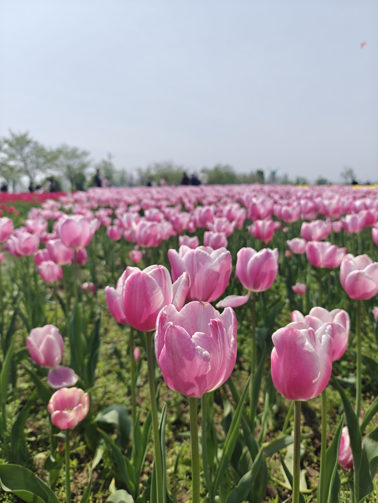 芜湖六郎湿地花海景区旅行图片 2