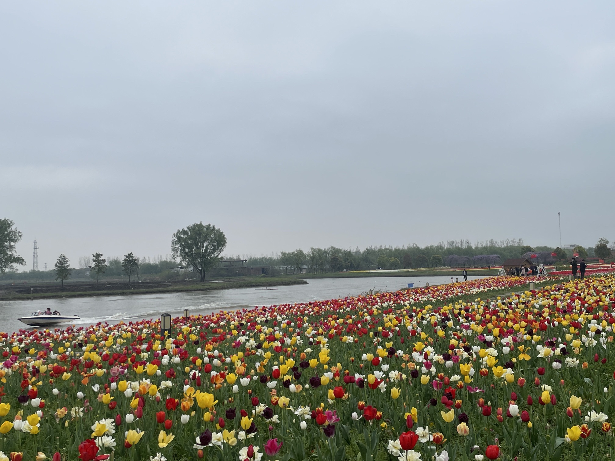 芜湖六郎湿地花海景区旅行图片 1