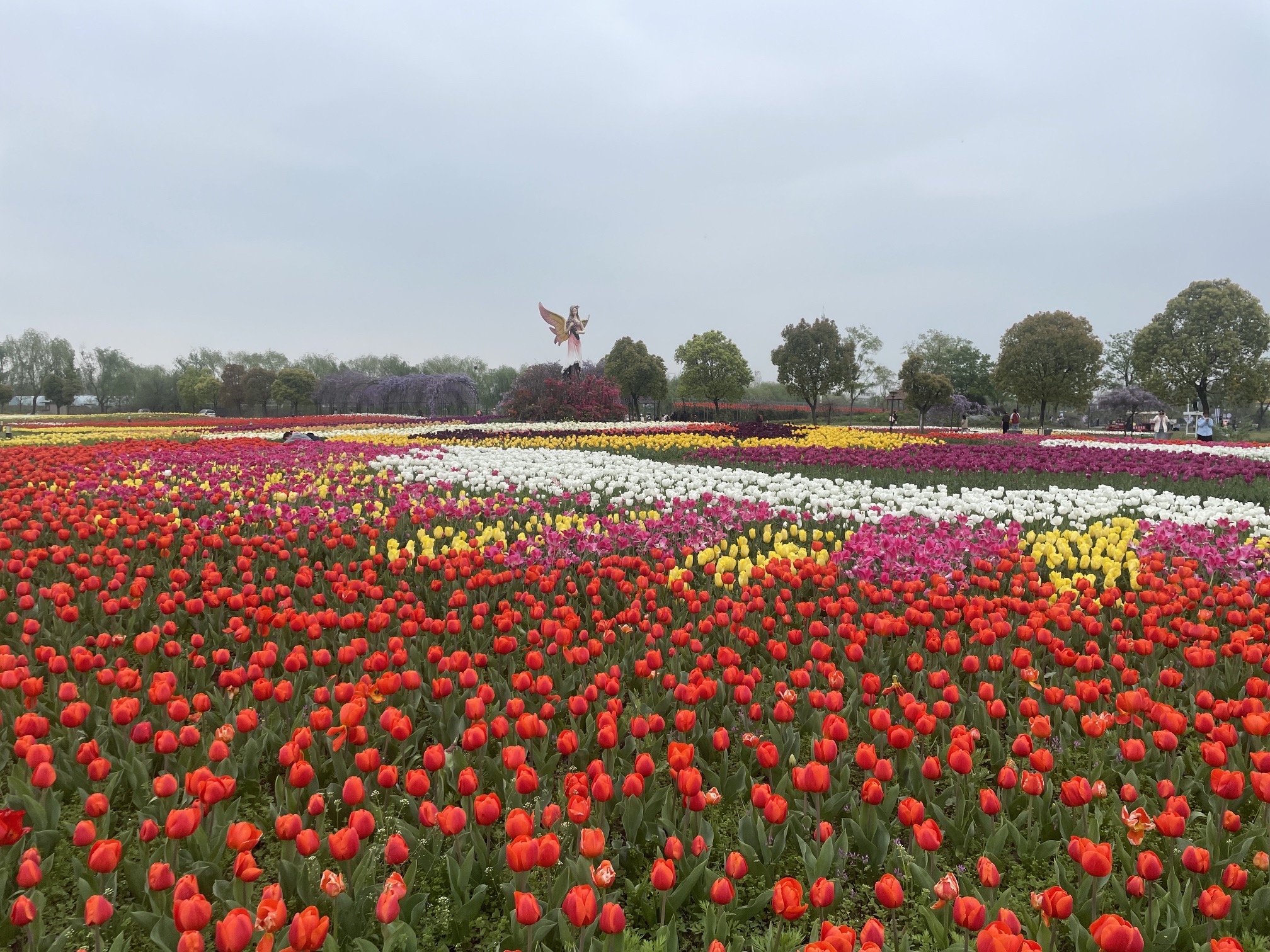 芜湖六郎湿地花海景区旅行图片 2