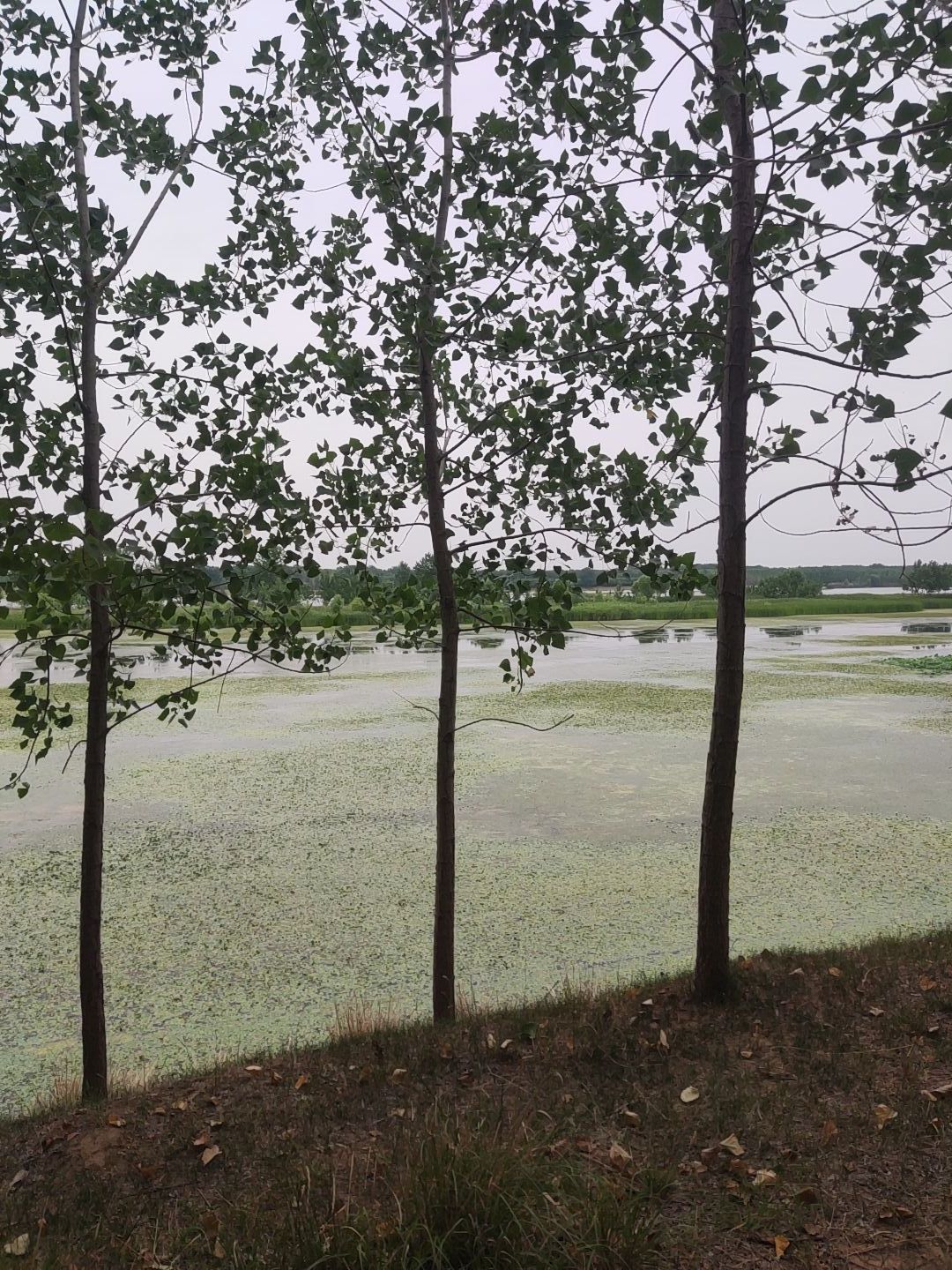 五千年古庙-碧霞祠旅行图片 2