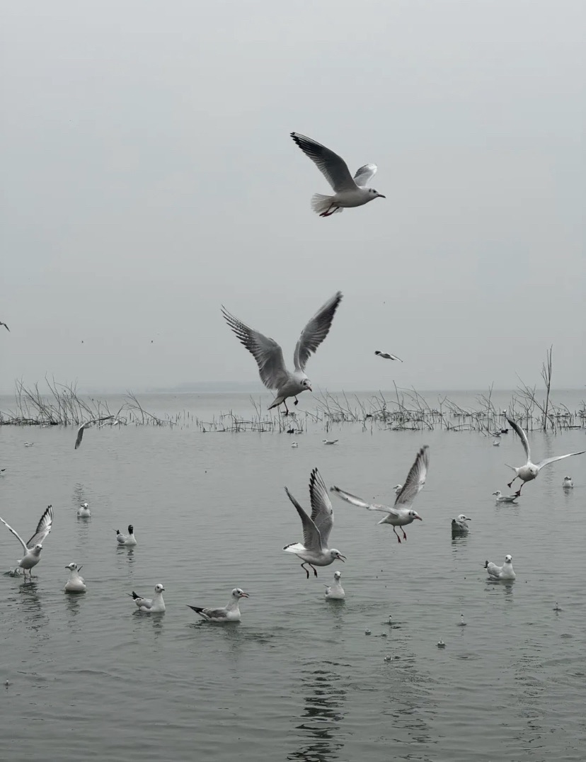 白龟湖国家城市湿地公园旅行图片 2
