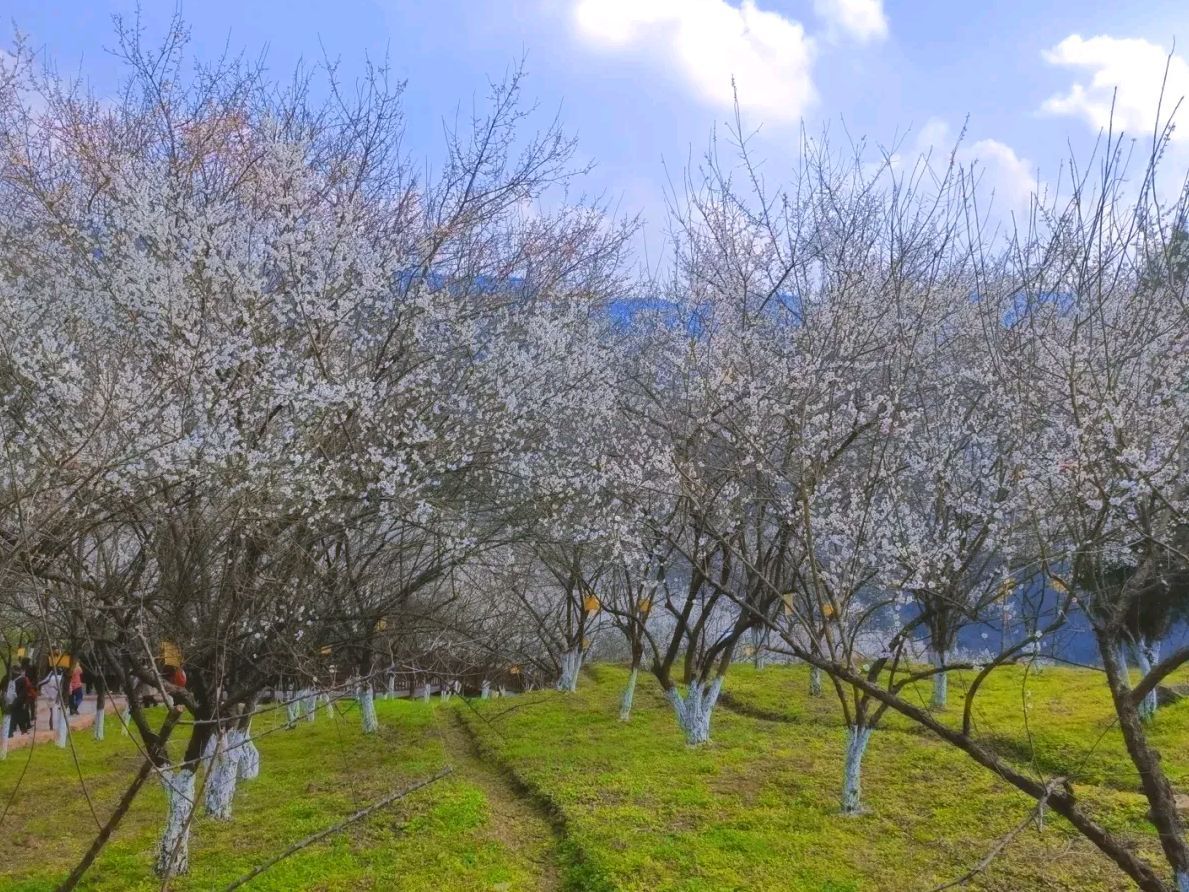 乌梅山风景名胜区旅行图片 1