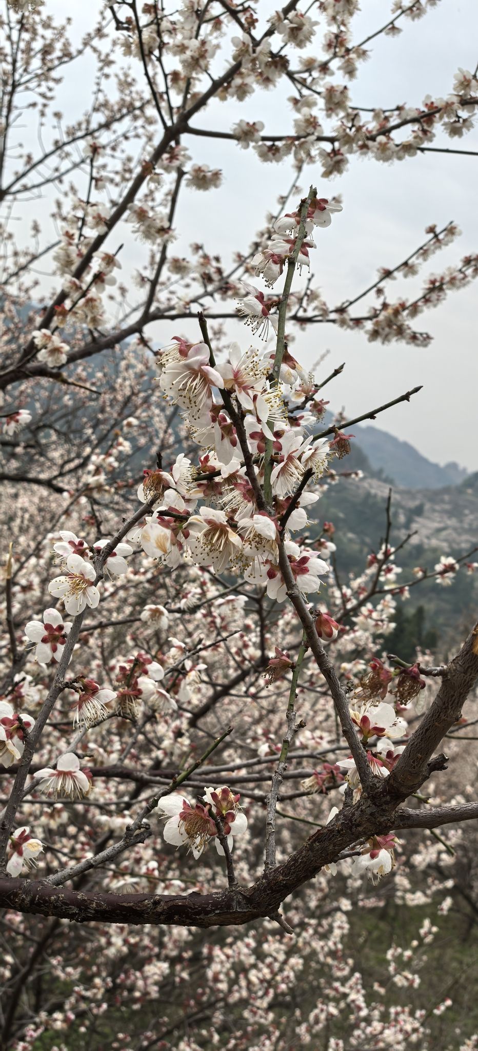 乌梅山风景名胜区旅行图片 1