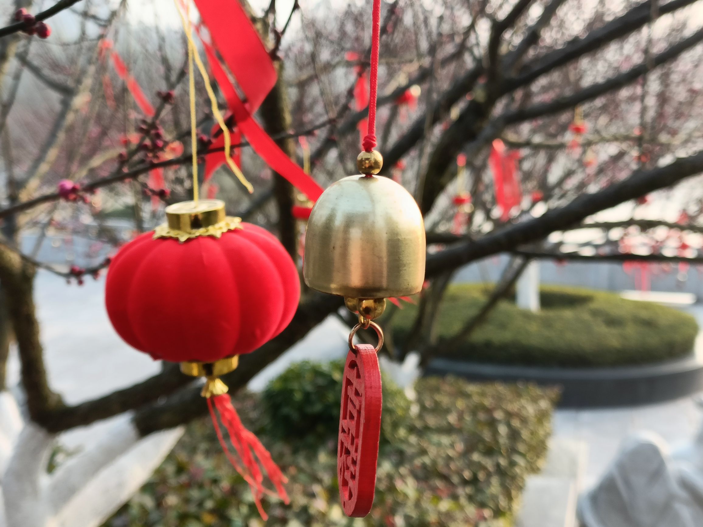 梅花园旅行图片 2