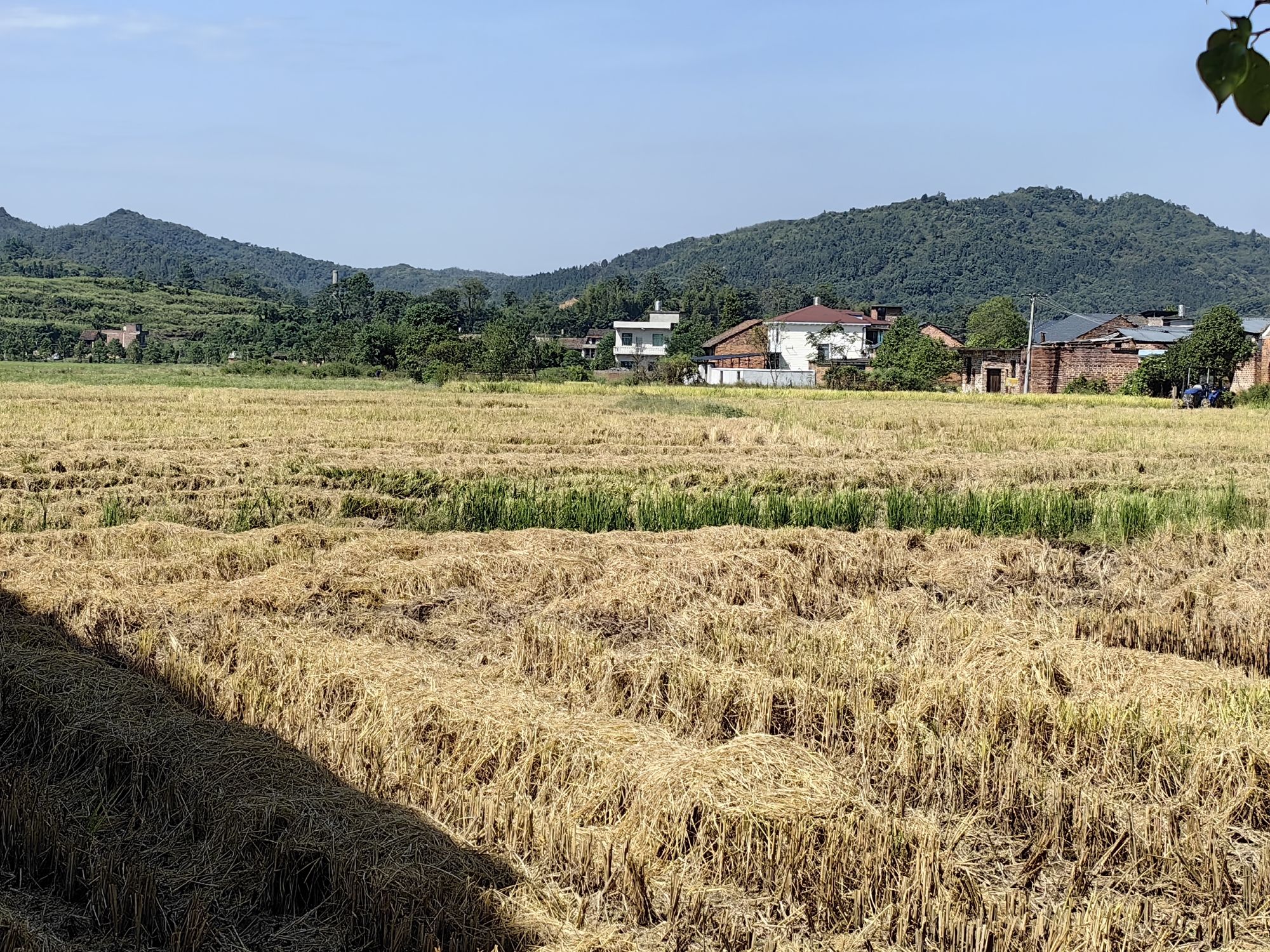 夏塘稻田公园旅行图片 2