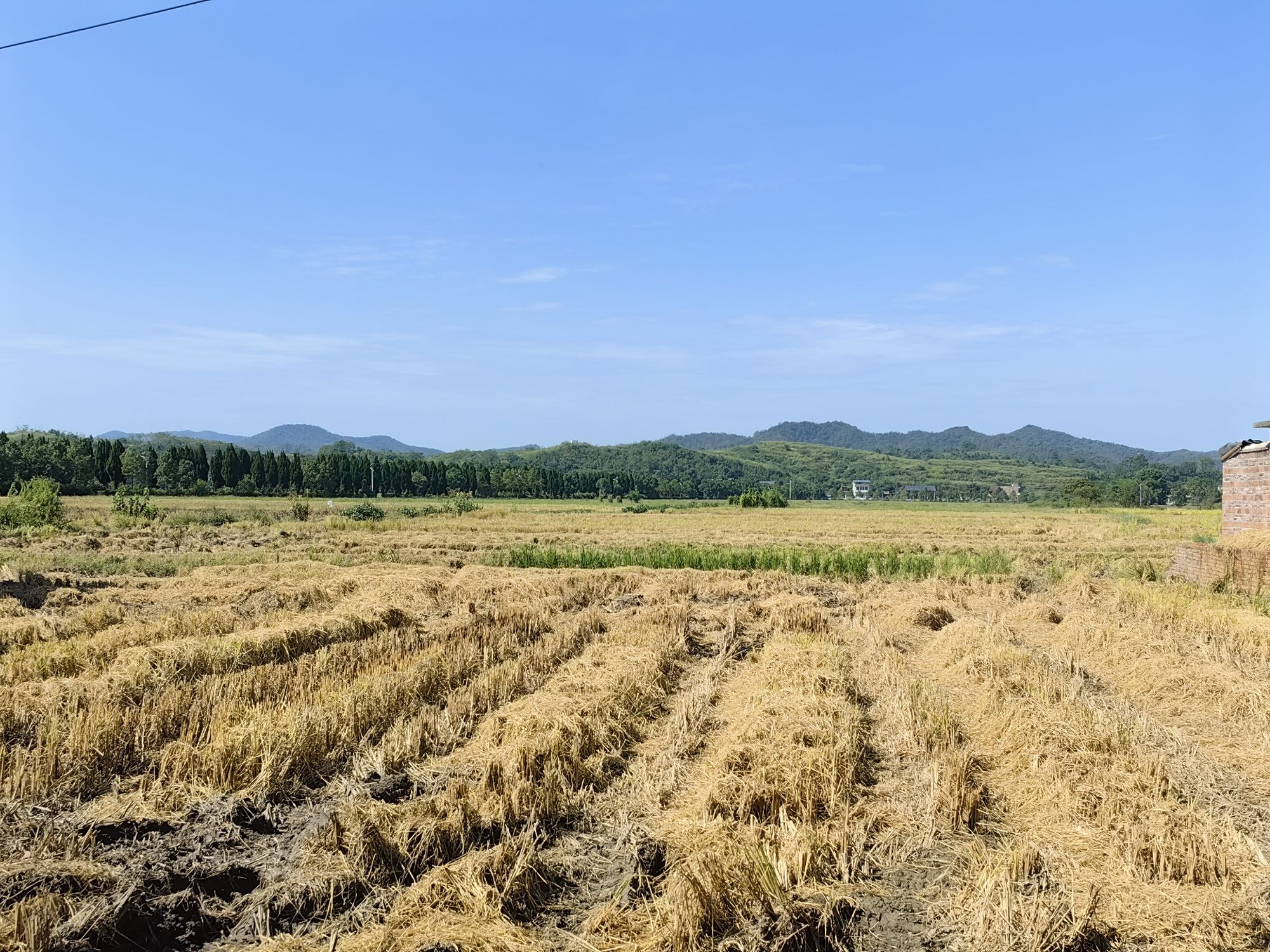 夏塘稻田公园旅行图片 1
