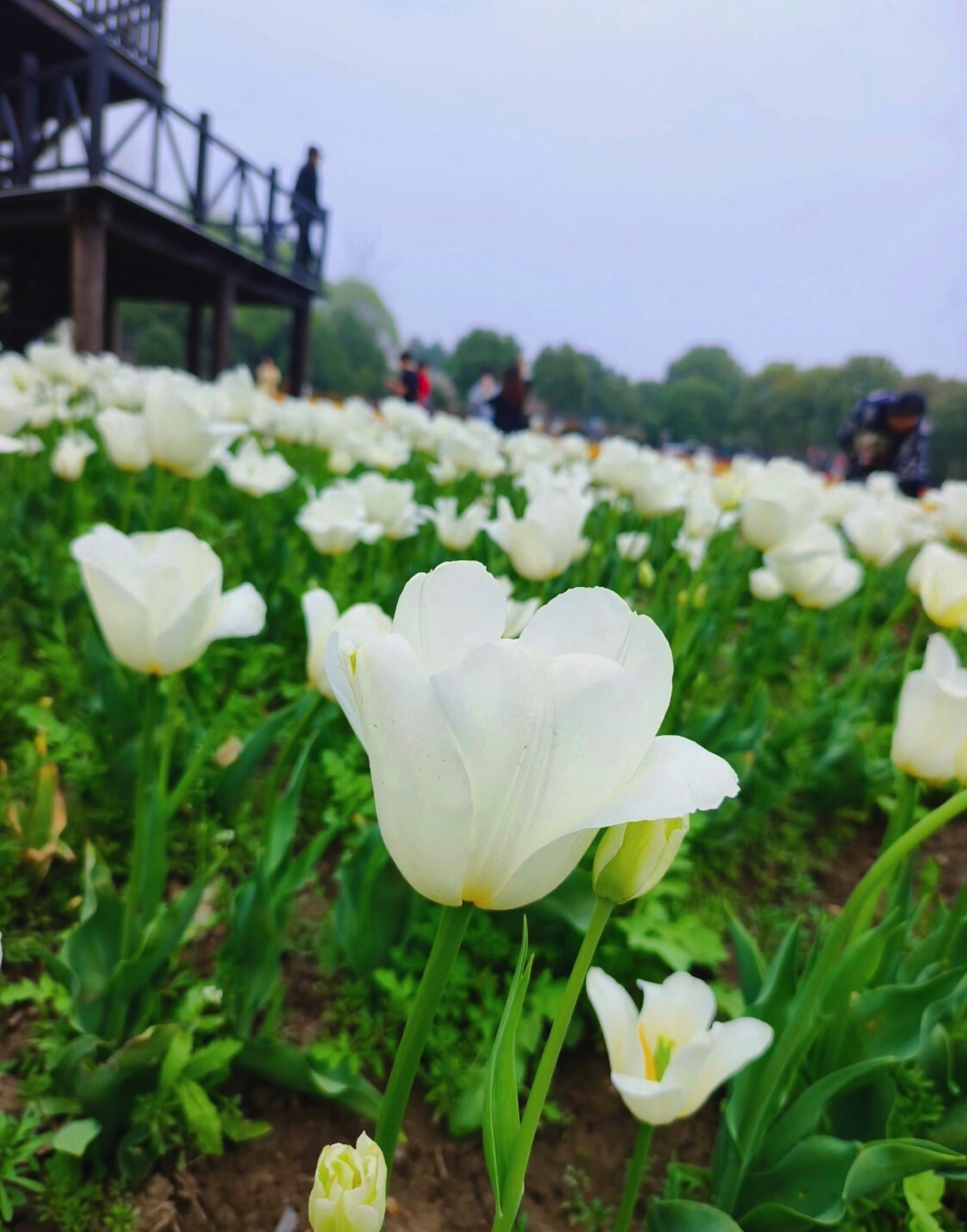 康馨文化园旅行图片 1