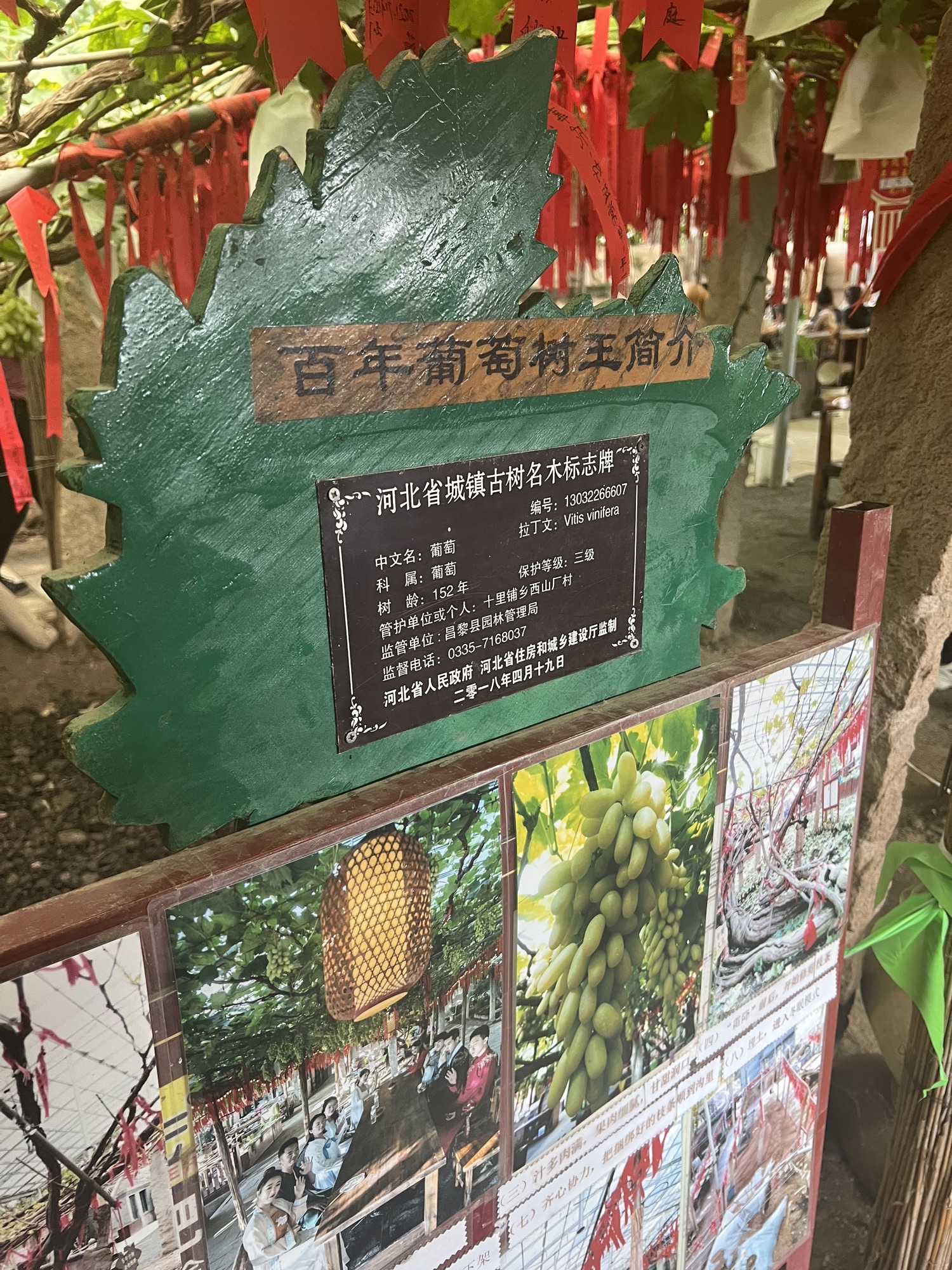 昌黎葡萄小镇旅行图片 2